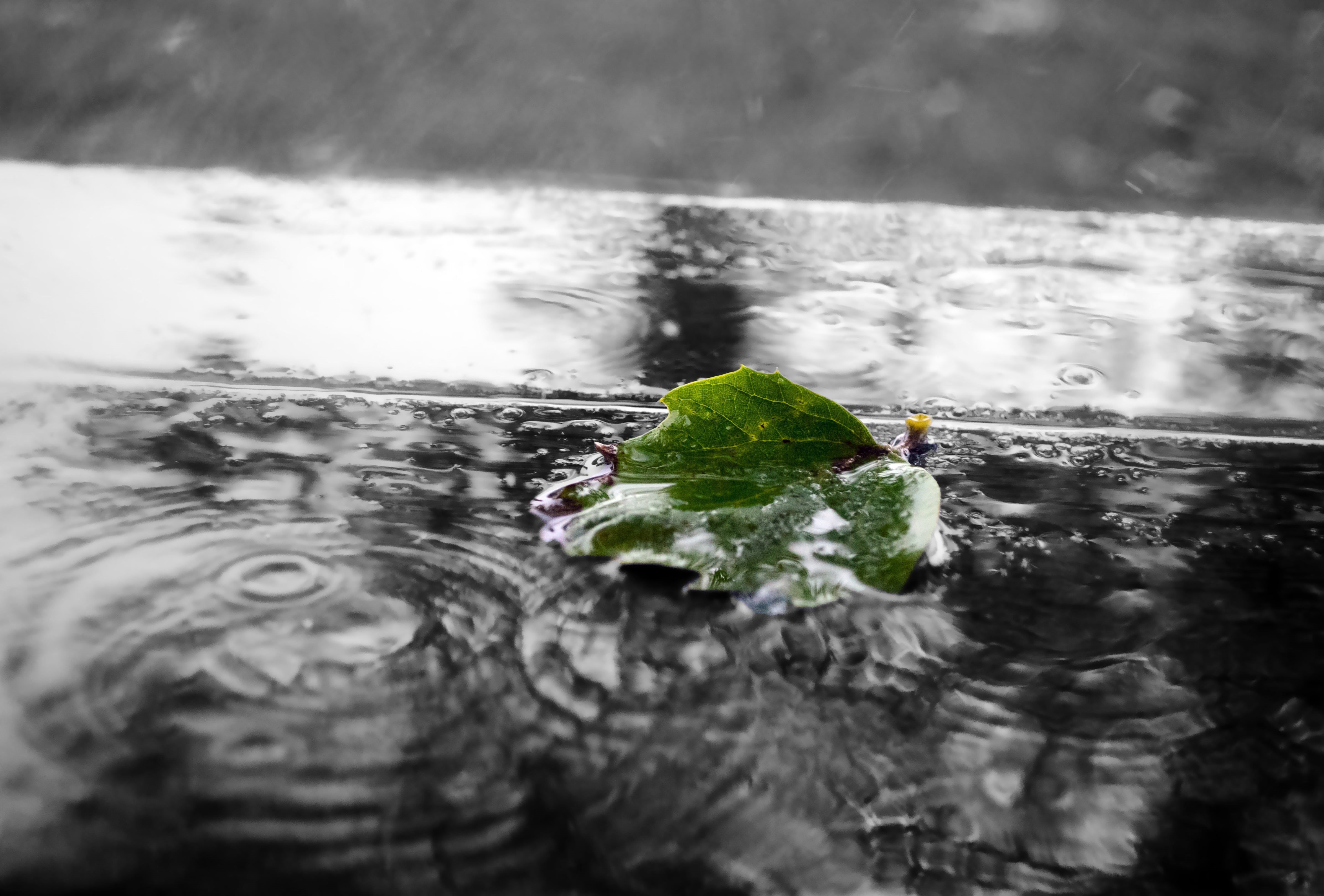 summer, splashing, lake, waterfront, raindrops, wet, rain, autumn storm, selective focus, no people, leaf, 4K, plant part, day, cloud, leaves, green Color, HD Wallpaper