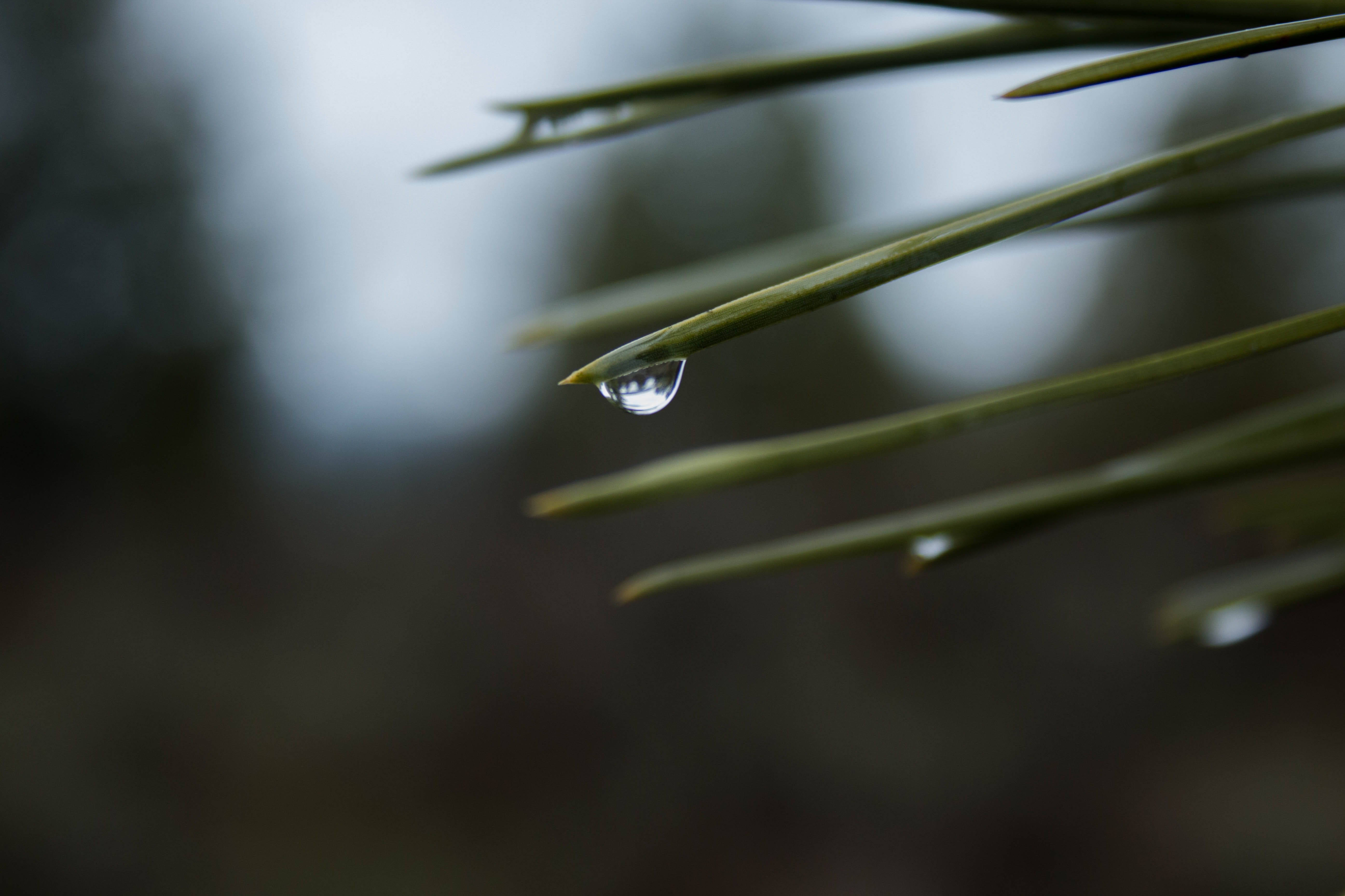springtime, drop, focus on foreground, growth, tree, dew, Wanted, leaf, blade of grass, outdoors, Water, backgrounds, purity, focus, freshness, fragility, HD Wallpaper