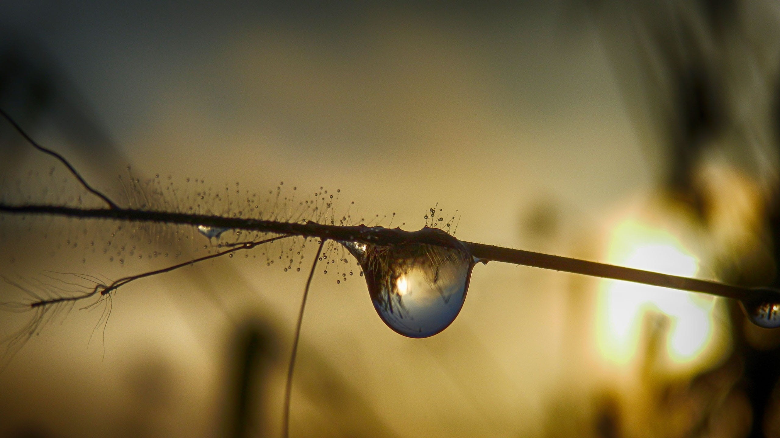 selective, sunset, 2K, day, outdoors, animal themes, bubble, nature, animal, one animal, focus on foreground, tree, wet, macro, plant, animal wildlife, HD Wallpaper