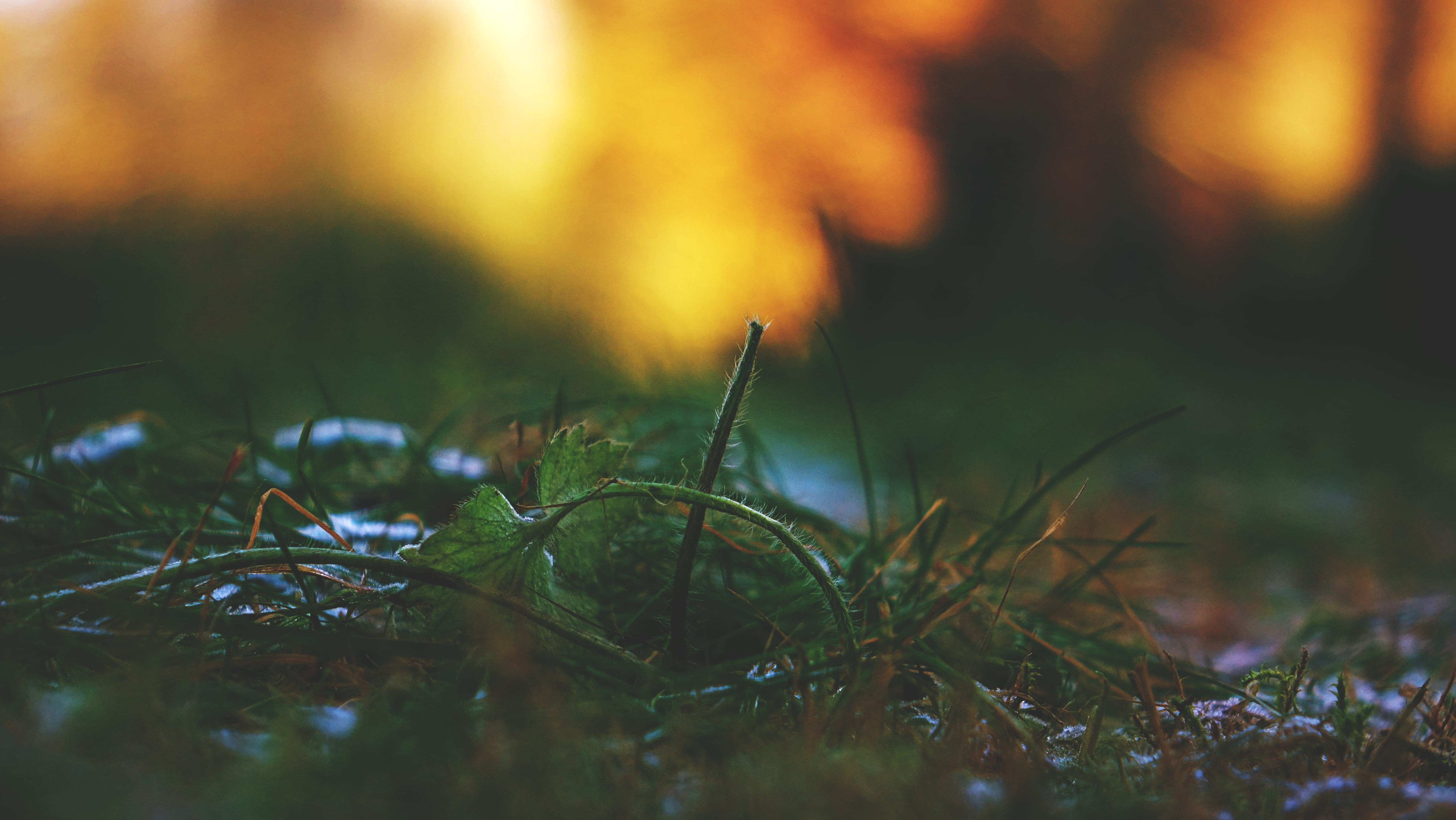 macro, green Color, abstract, plant part, no people, autumn, growth, 5K, glow, yellow, plant, close, season, grass, selective focus, sunlight, beauty In Nature, HD Wallpaper