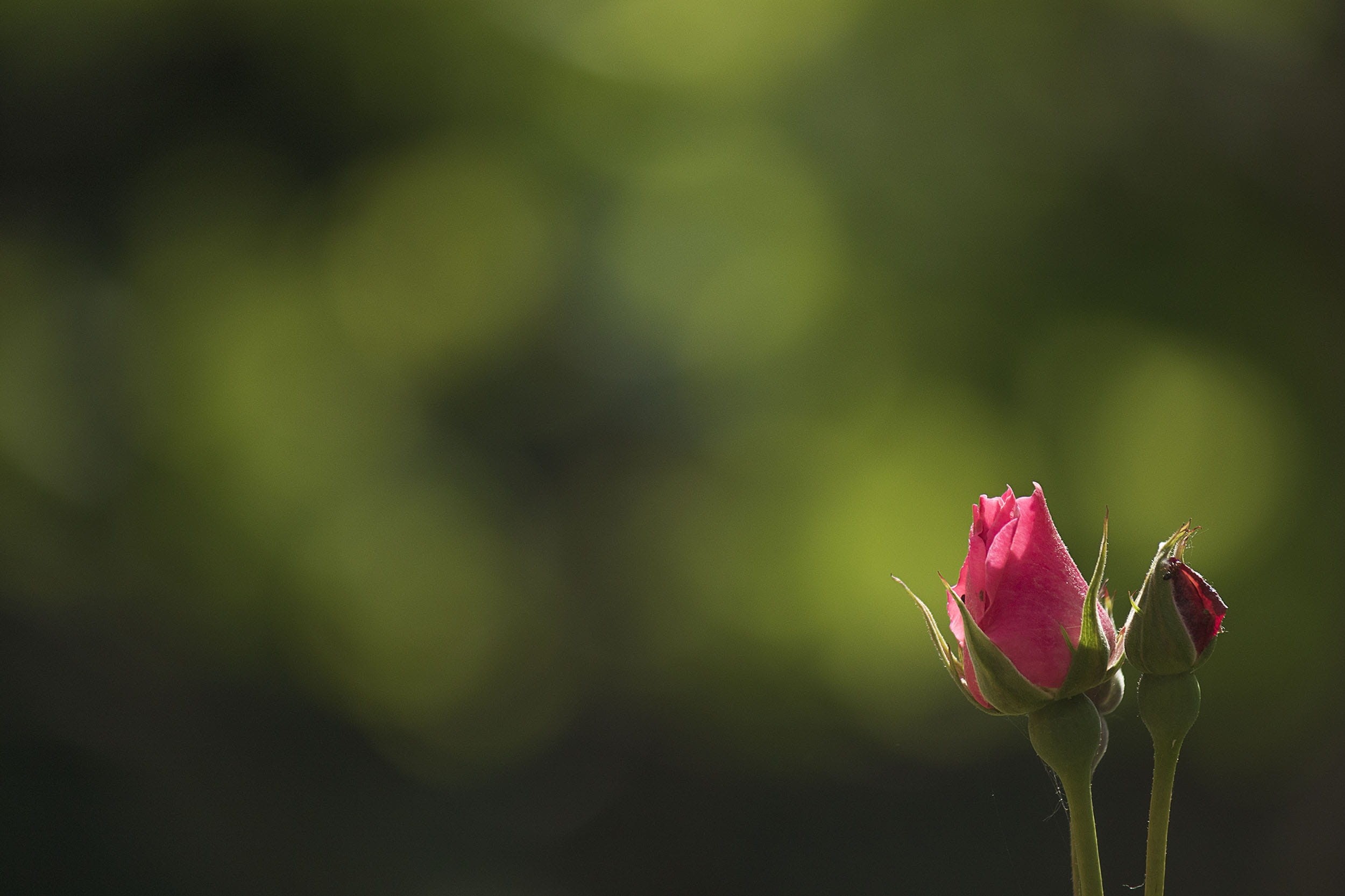 focus on foreground, rose - flower, card, garden, close-up, flora, valentine, springtime, space for text, young, leaf, spring, leaves, blur, green, outdoors, HD Wallpaper