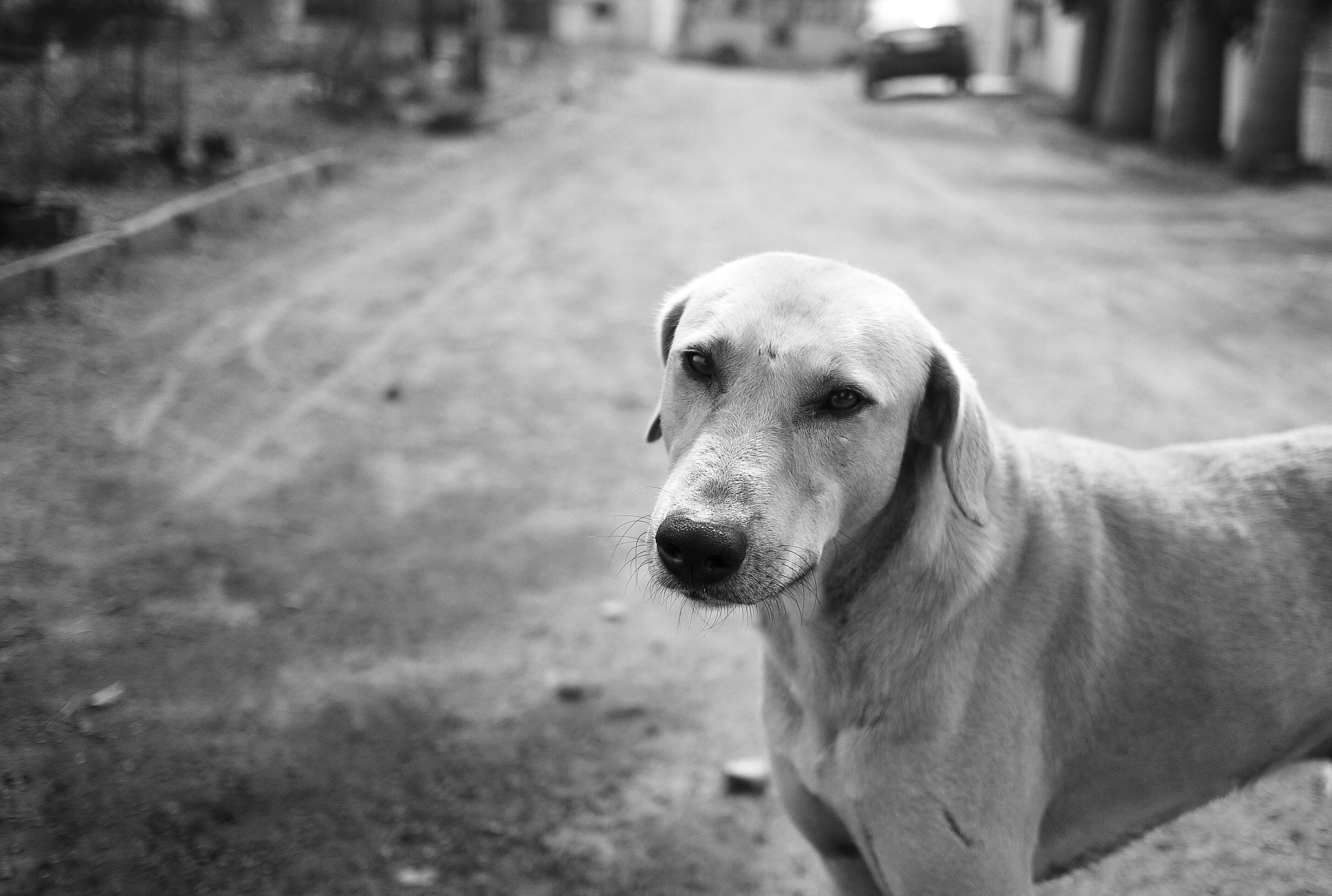 animal themes, streetphotography, one animal, standing, street, mutt, day, city, dog, streetview, domestic animals, delhi, domestic, weimaraner, canine, HD Wallpaper