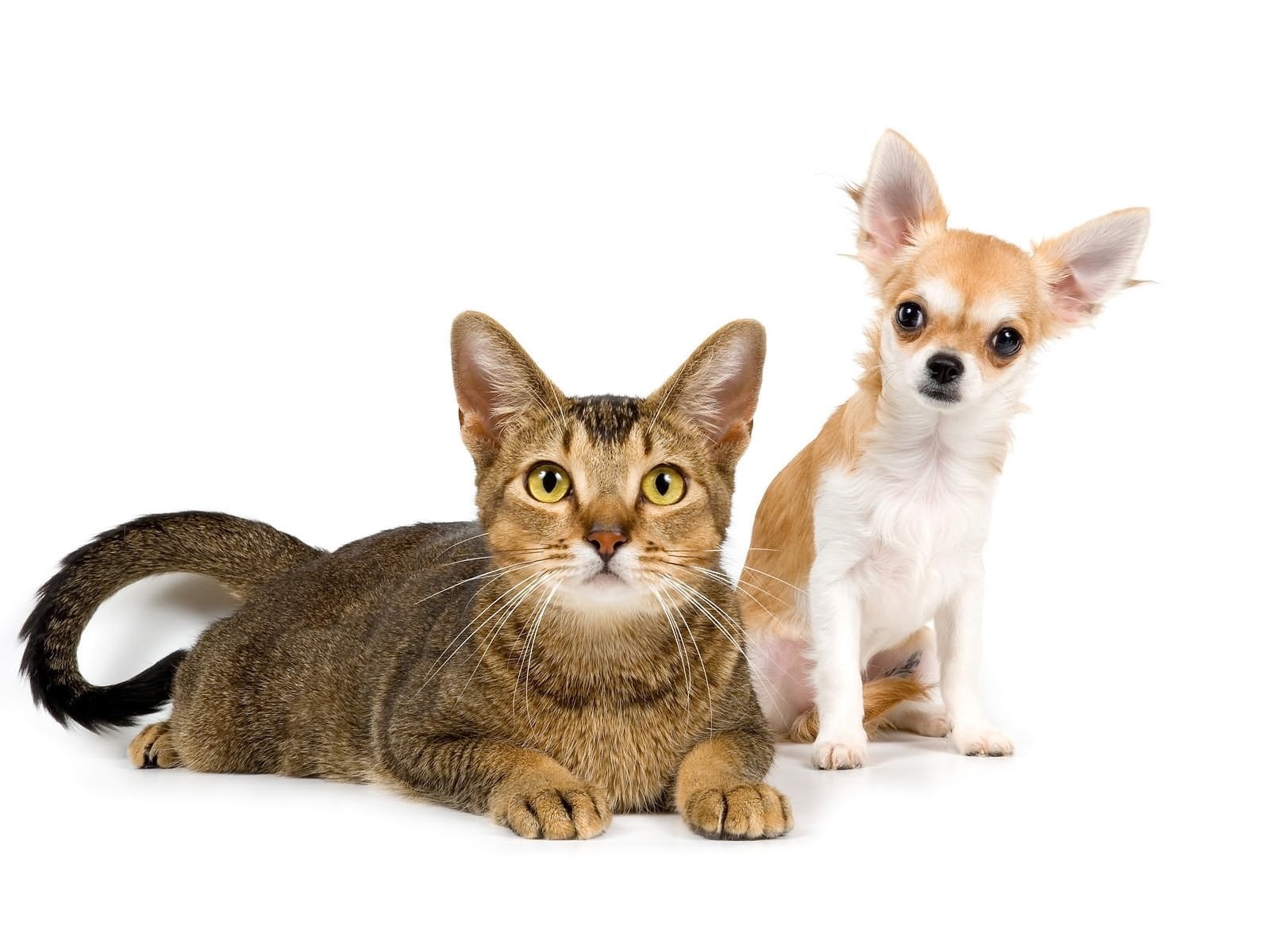 cut Out, domestic Animals, kitten, looking, animals Hunting, puppy, photo shoot, pets, tabby, feline, white Color, mammal, sitting, white Background, white, HD Wallpaper