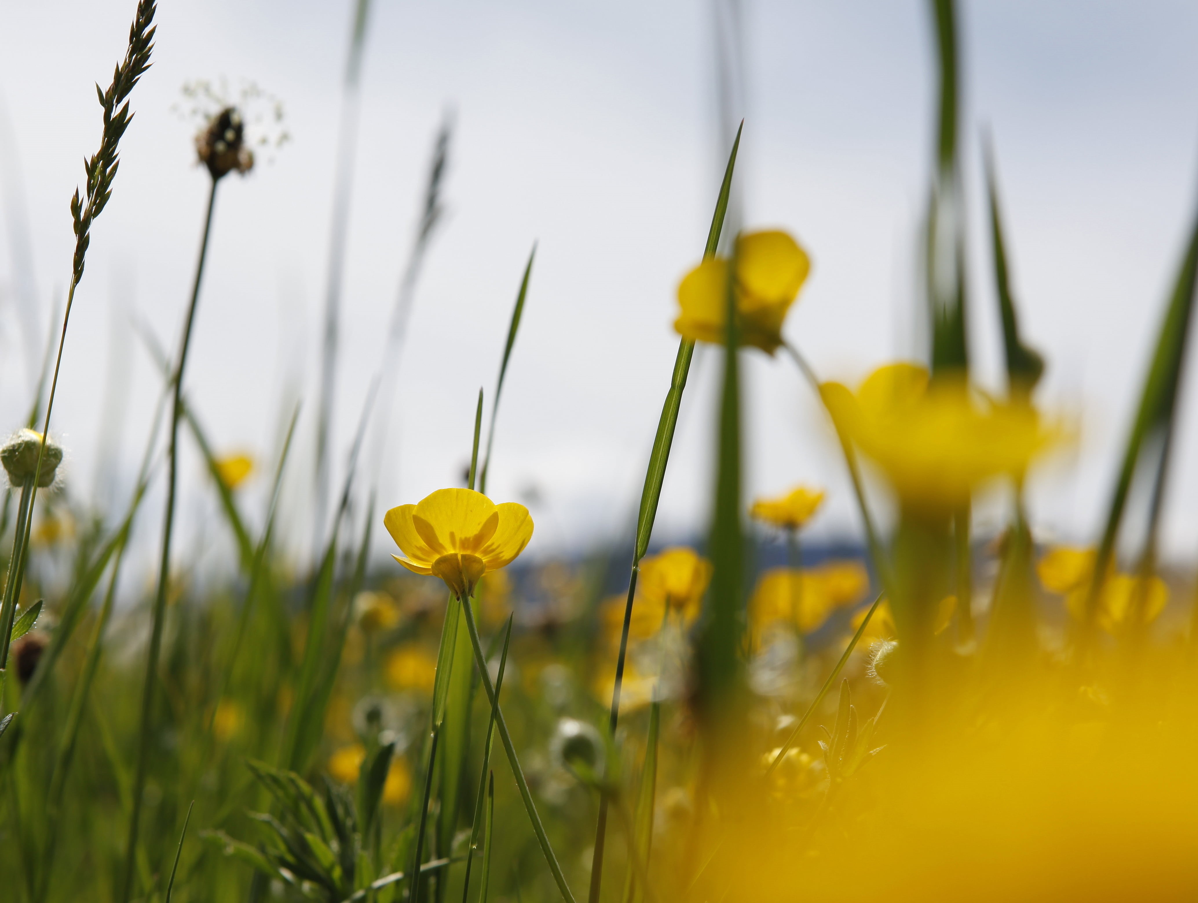 blur, buttercup, close-up, flower, bokeh, translucent, plant, beauty In Nature, petaled, distortion, springtime, wildflowers, grass, delicate, 4K, weeds, HD Wallpaper