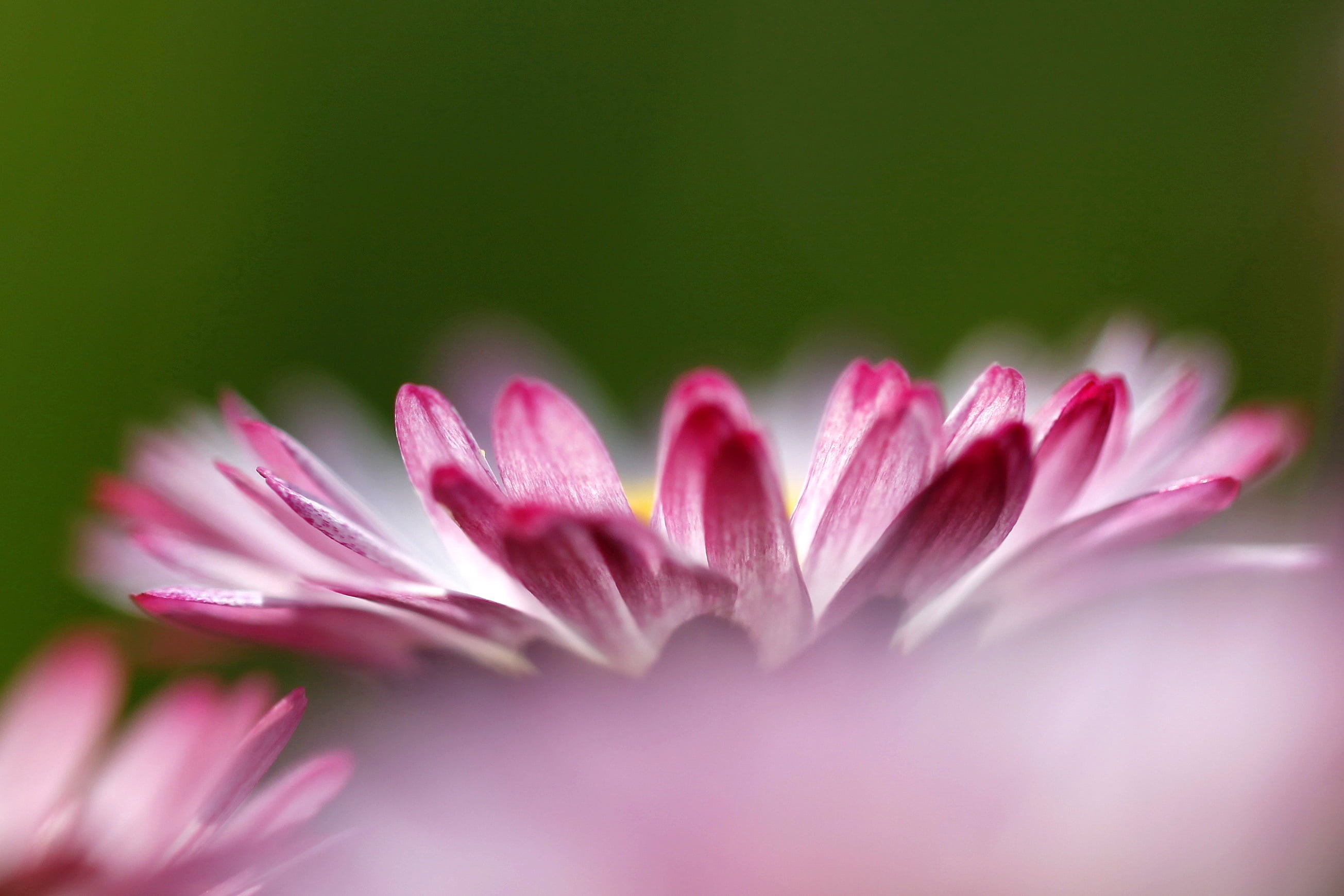 macro, close-up, weeds, he loves me  he loves me not, single Flower, daisy, blurry, overlapping, photo, 2K, beauty In Nature, delicate, flower Head, focus, HD Wallpaper