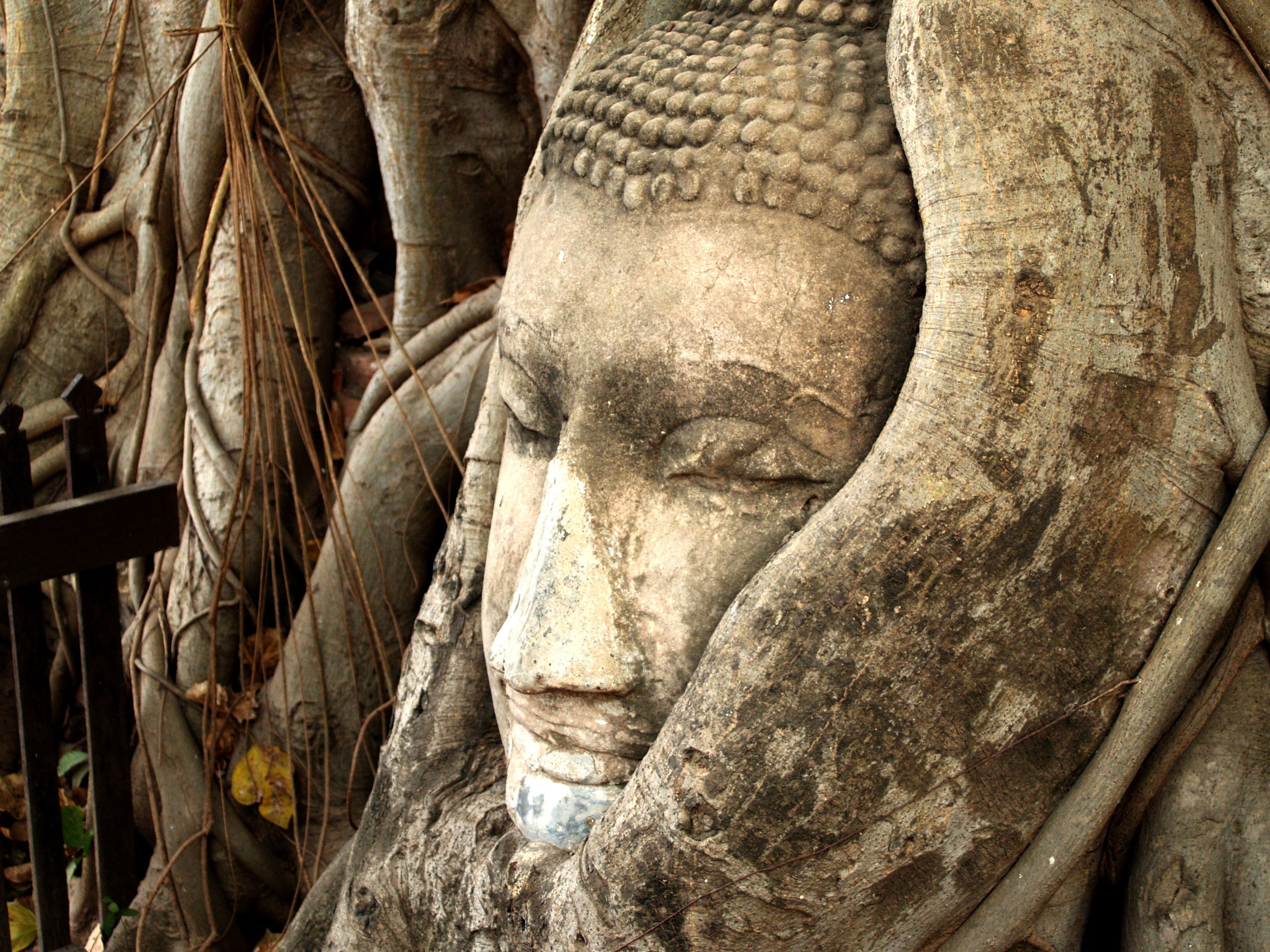siam, spiritual, buddhist, asia, pagoda, tree, king, mountain, ayutthaya, history, ancient civilization, male likeness, full frame, majestic, architecture, HD Wallpaper