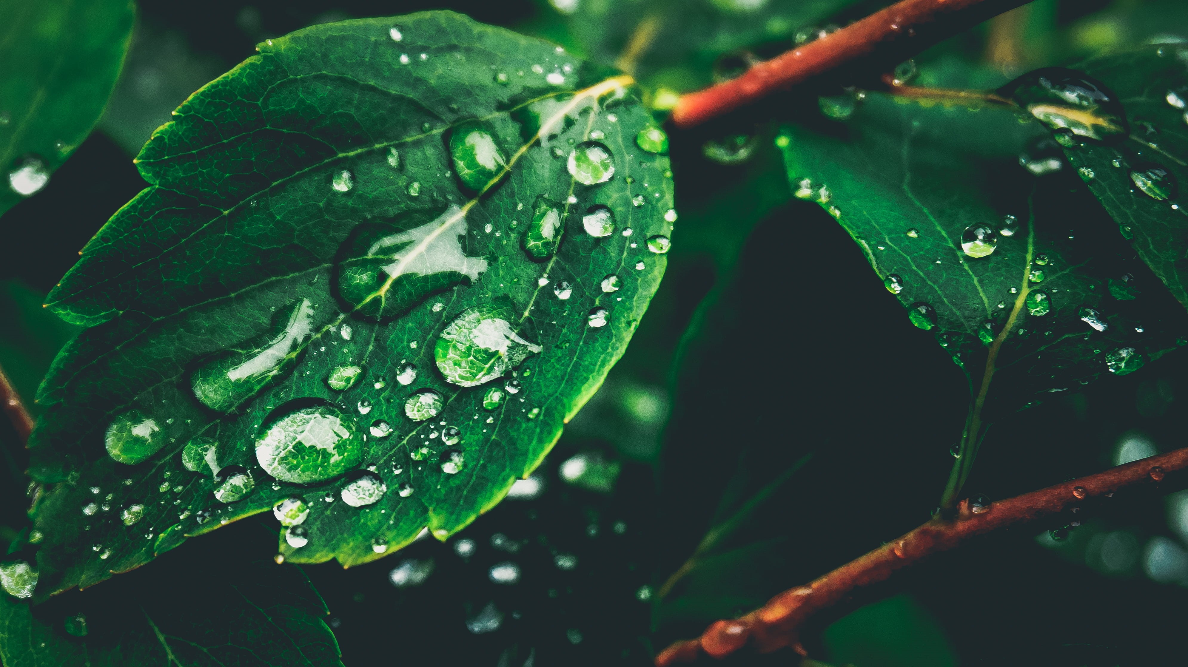 raindrop, green, close-up, freshness, rain, wet, plant part, photography, no people, drop, leaves, day, rainy season, green Color, Individual, outdoors, HD Wallpaper