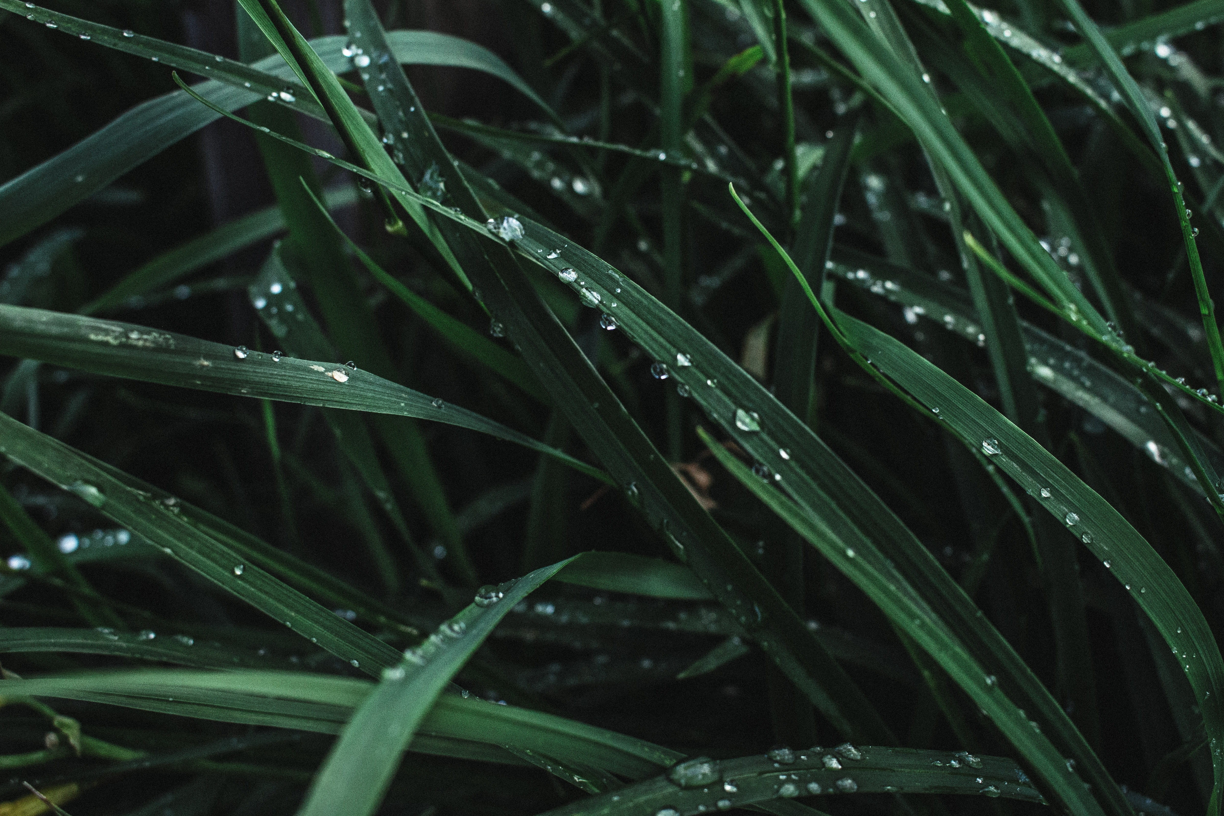 close-up, wet grass, purity, dewdrops, full frame, texture, water, plant, freshness, plant part, rainy season, raindrop, dark green, outdoors, drop, no people, HD Wallpaper