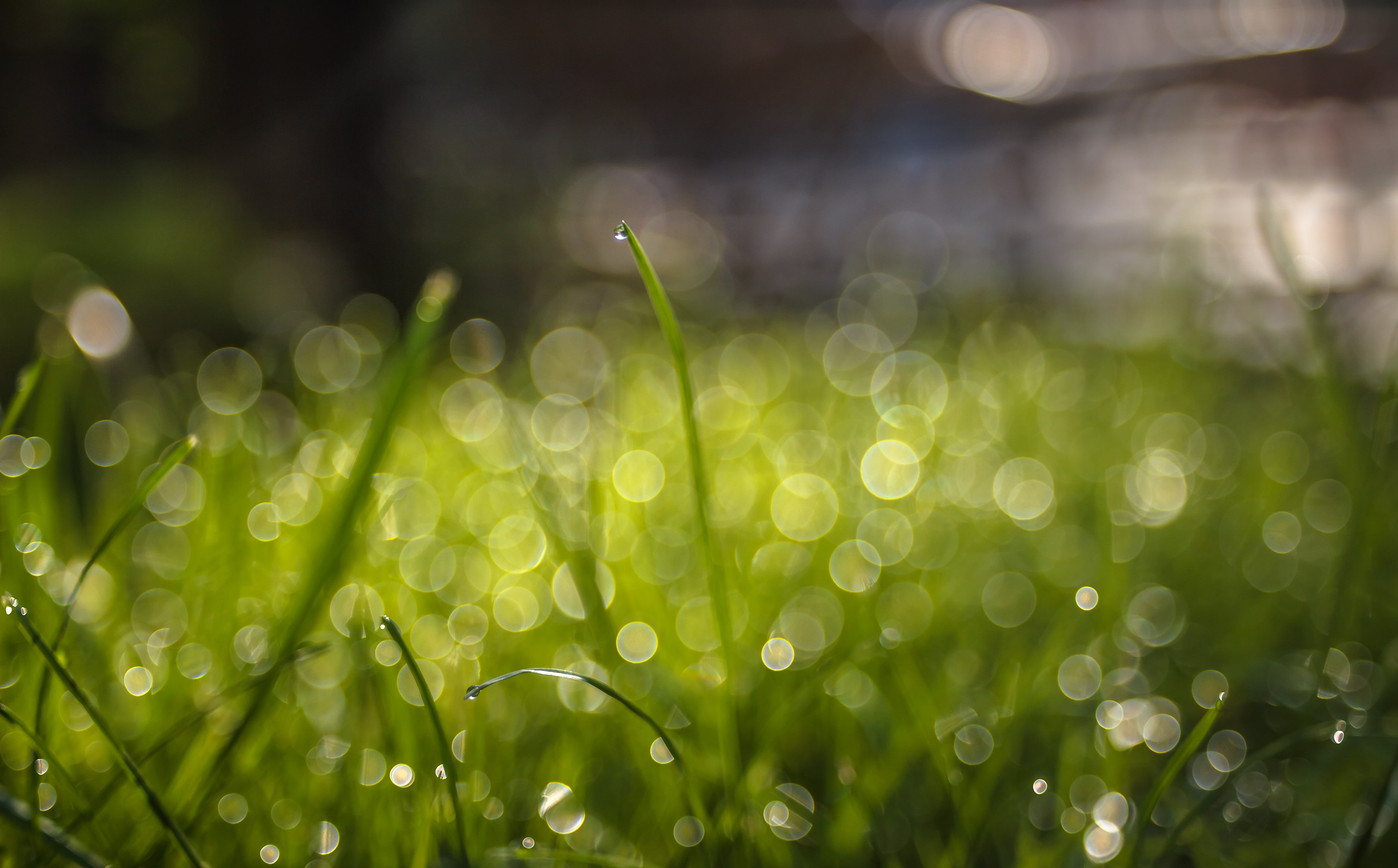 leaf, wet, summer, environment, raindrop, springtime, Bokeh, green Color, blurred, green grass, helios, freshness, romania, green, backgrounds, sorin, plant, HD Wallpaper