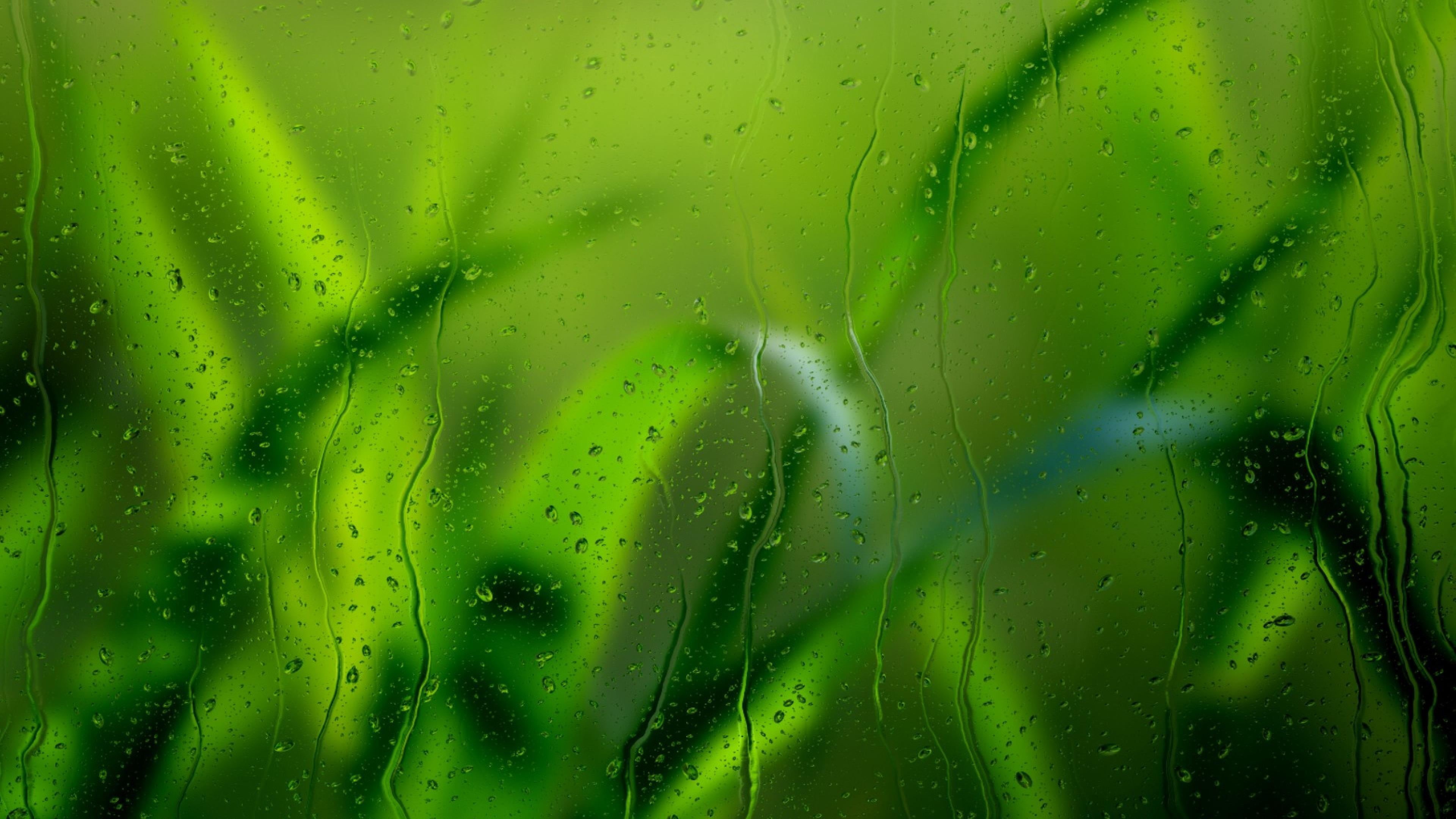 moisture, green color, water, dew, blur, close-up, grass, leaf, plant, plant part, blurry, dops, texture, nature, backgrounds, growth, waterdrops, macro, HD Wallpaper