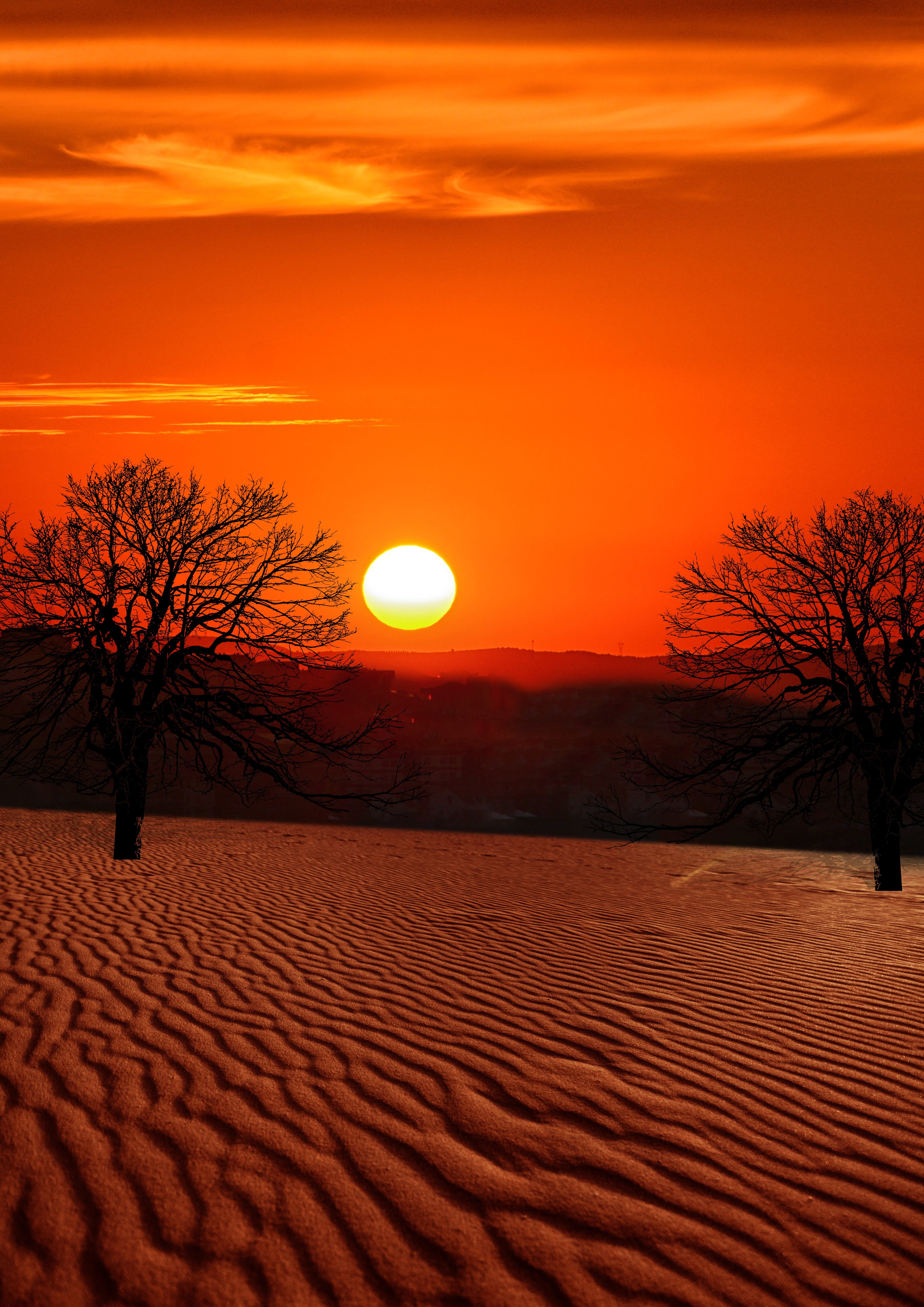 no people, bare tree, backlit, sand, tranquility, nature, arid climate, arid, outdoors, sky, landscape, climate, scenics - nature, scenic, sunlight, evening, Phone HD Wallpaper