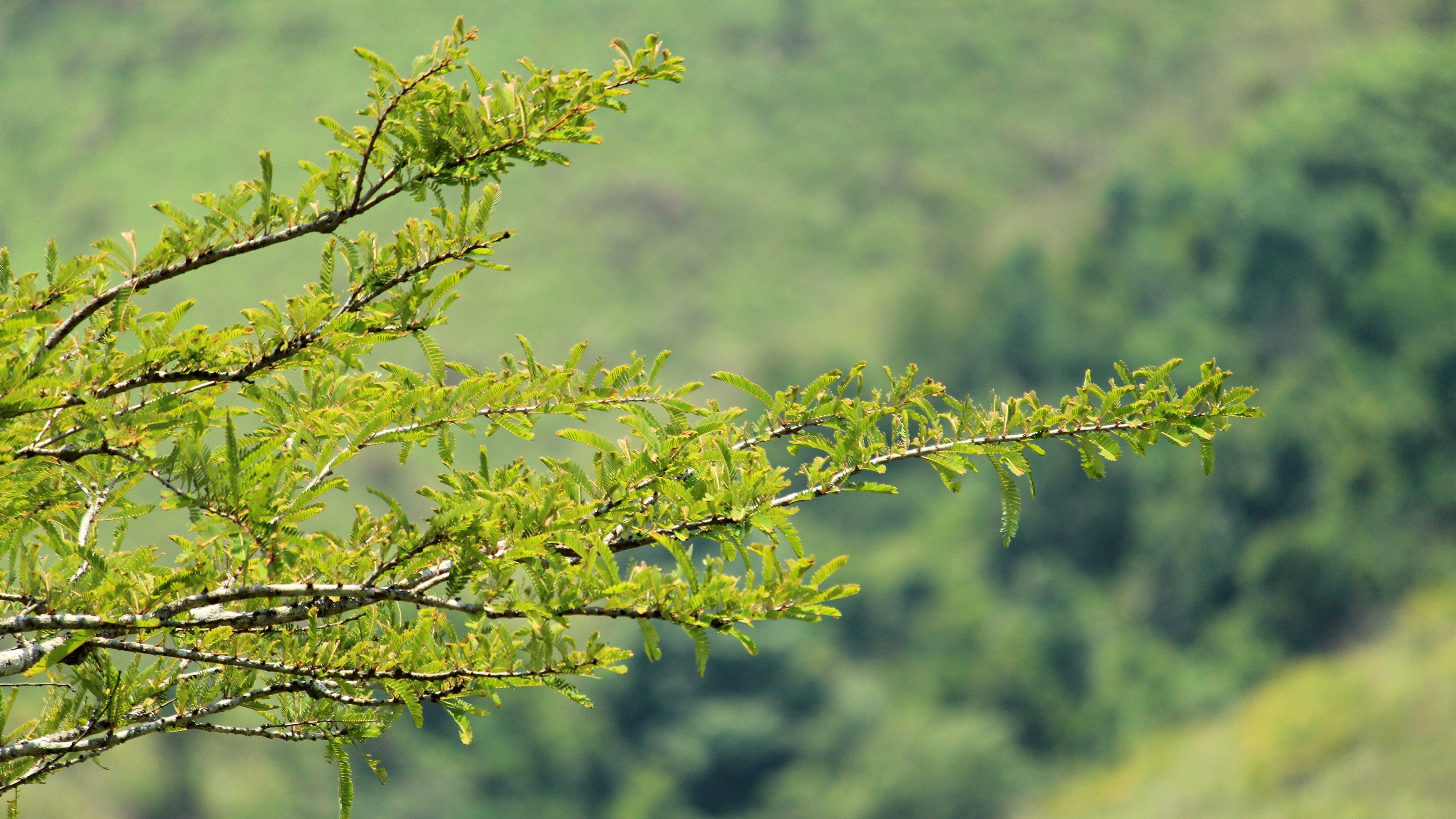 countryside, day, environment, tree, focus on foreground, park, vagamon, outdoors, tranquility, scene, flora, idukki, nature, leaf, no people, grass, kerala, HD Wallpaper