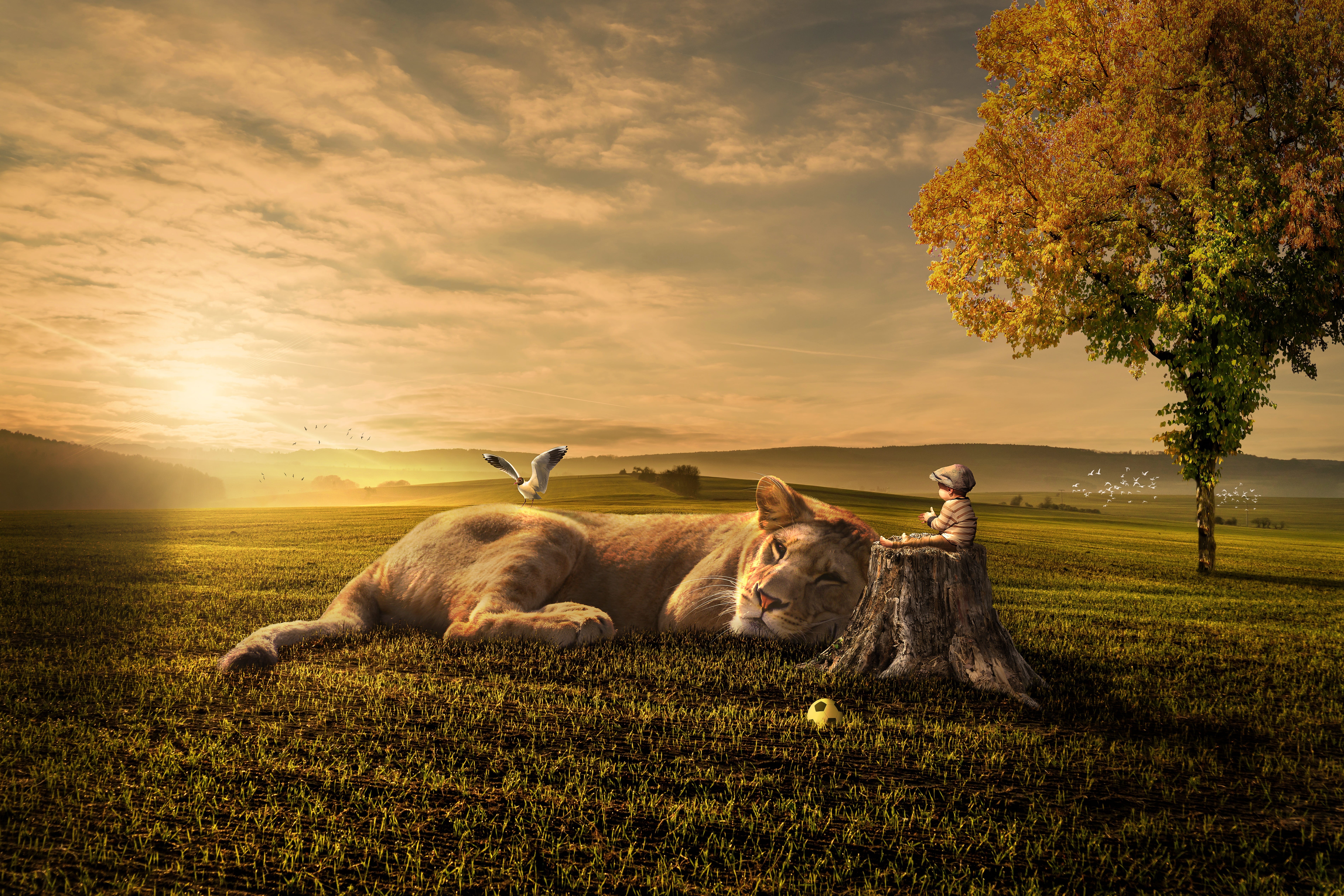 green, domestic animals, domestic, nature, farmland, cloud - sky, lying, meadow, dusk, sitting, no people, ball, tree stump, 5K, sleeping lioness, guarding, HD Wallpaper
