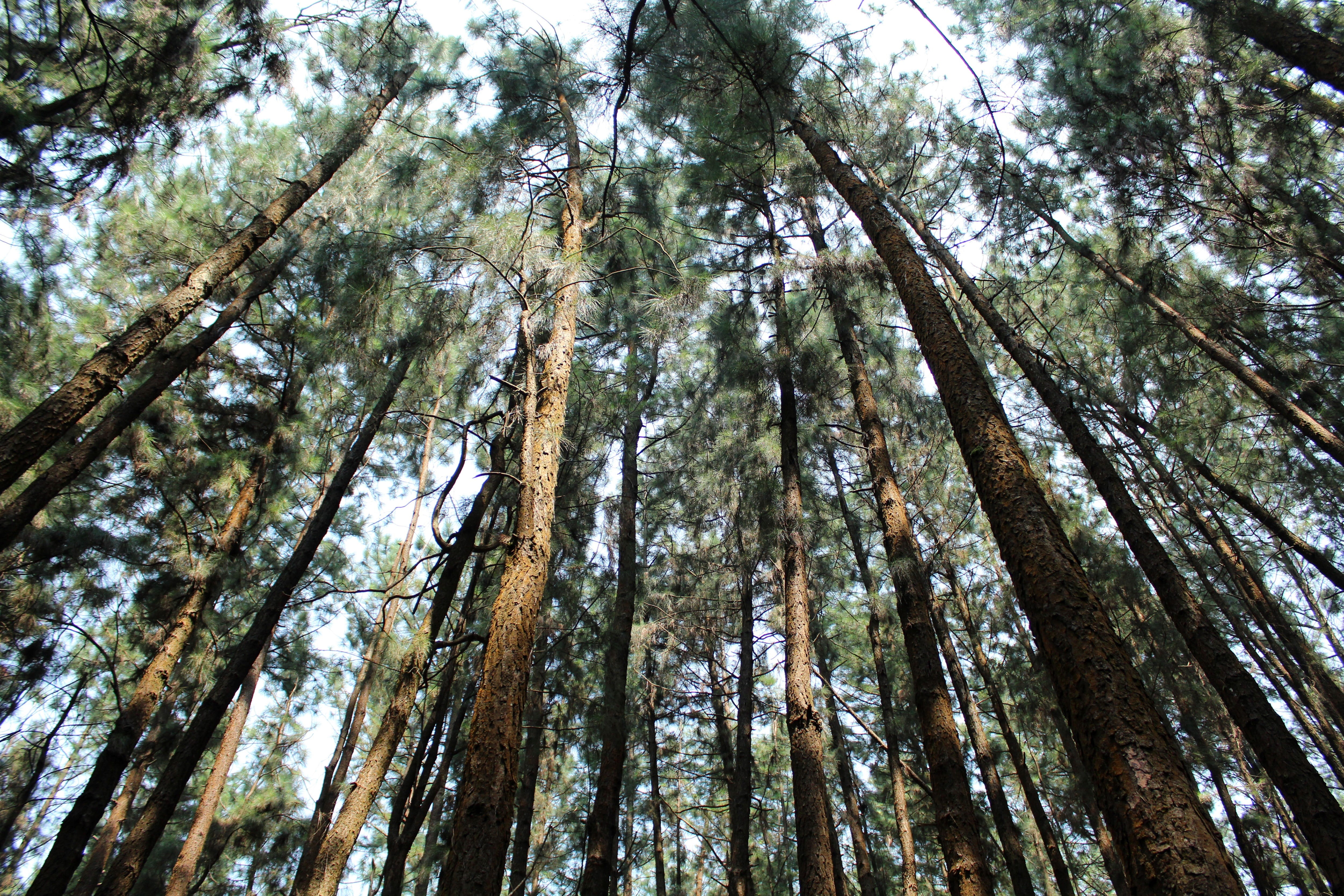 forest, summer, plant, kerala, bamboo - plant, vagamon, landscape, fair weather, tree canopy, conifer, sequoia, nature, natural, sunlight, beauty in nature, HD Wallpaper