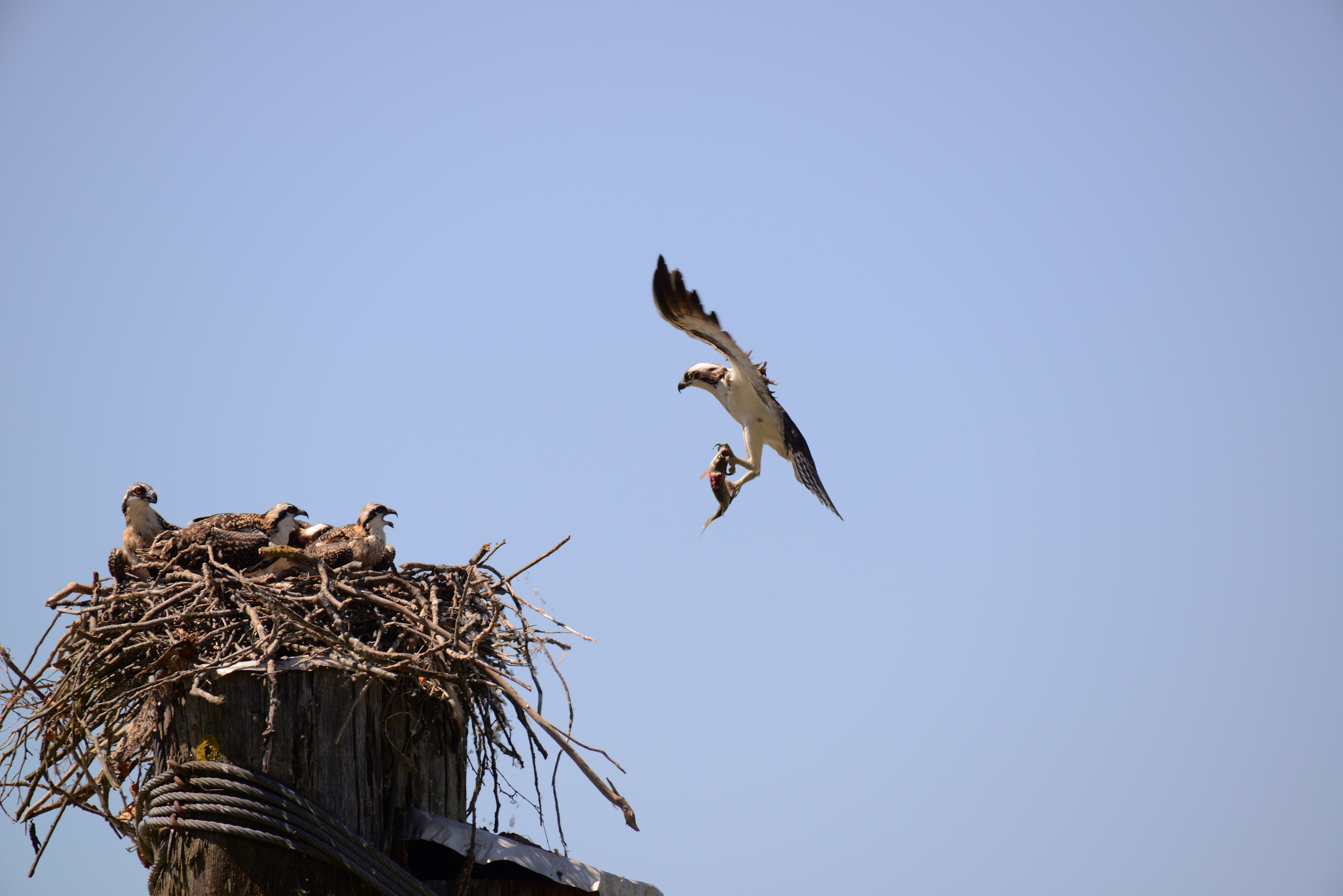 flying, outdoors, raptor, spread wings, wing, 5K, copy space, vertebrate, day, stork, nature, wildlife, low angle view, fair weather, sky, group of animals, HD Wallpaper