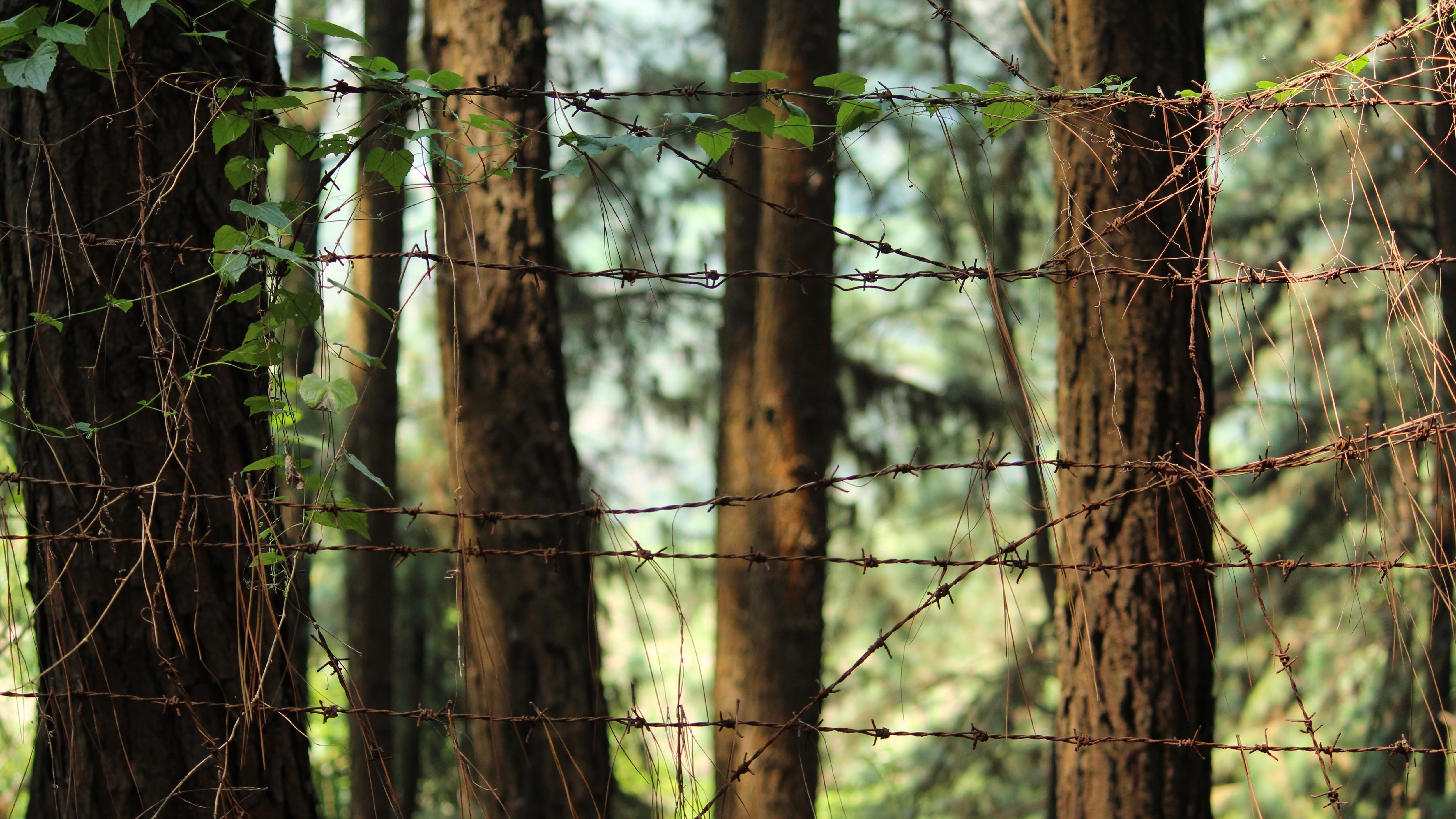 natural, fair weather, close-up, land, branch, plant, tree, pine, wood, protection, security, vagamon, park, travel, safety, tallest, sun, nature, wire, HD Wallpaper