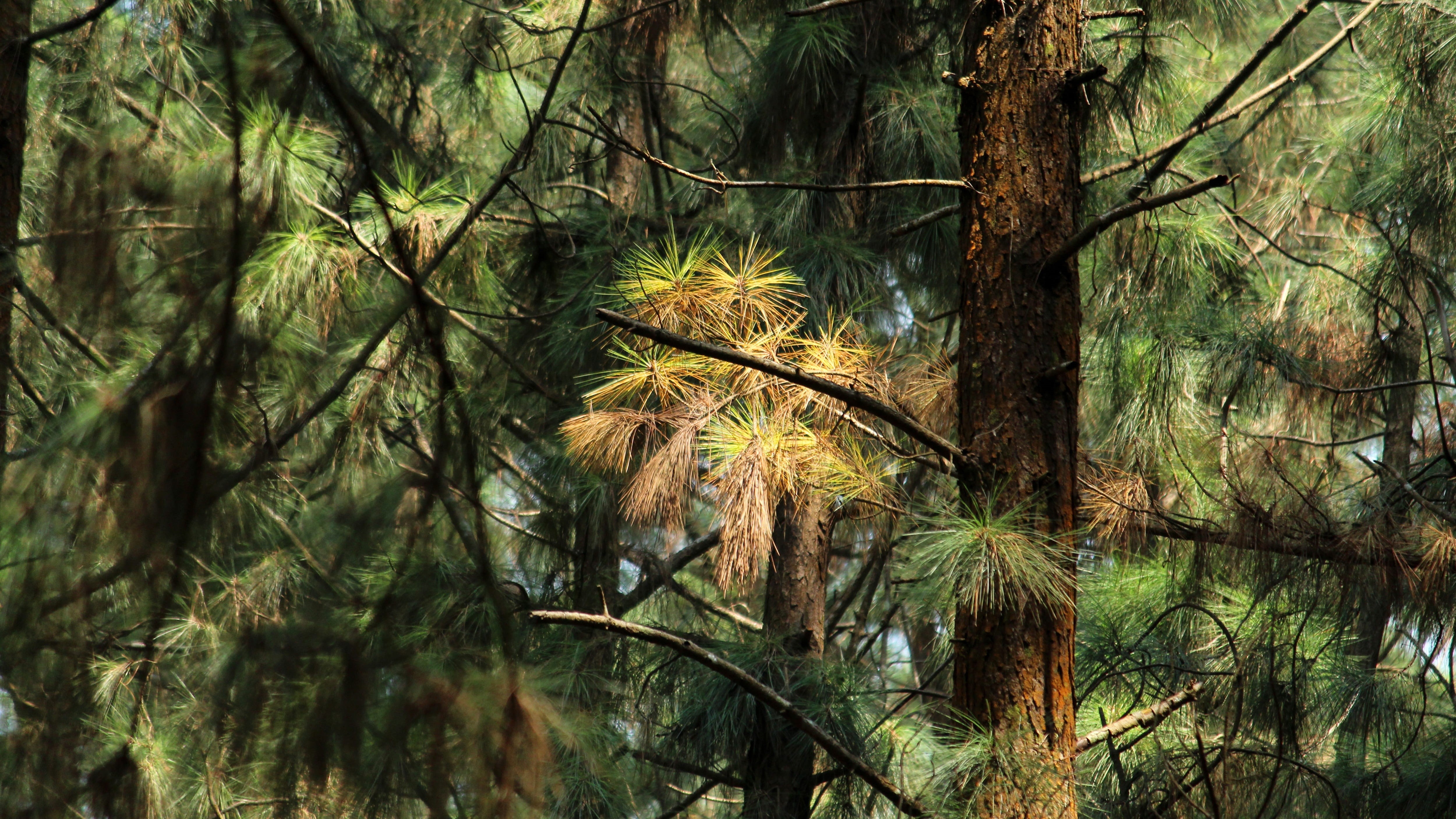 beauty in nature, green, leaf, idukki, natural, redwood, plant part, land, evergreen, kerala, growth, tranquility, forest, plant, sunlight, 4K, day, woodland, HD Wallpaper