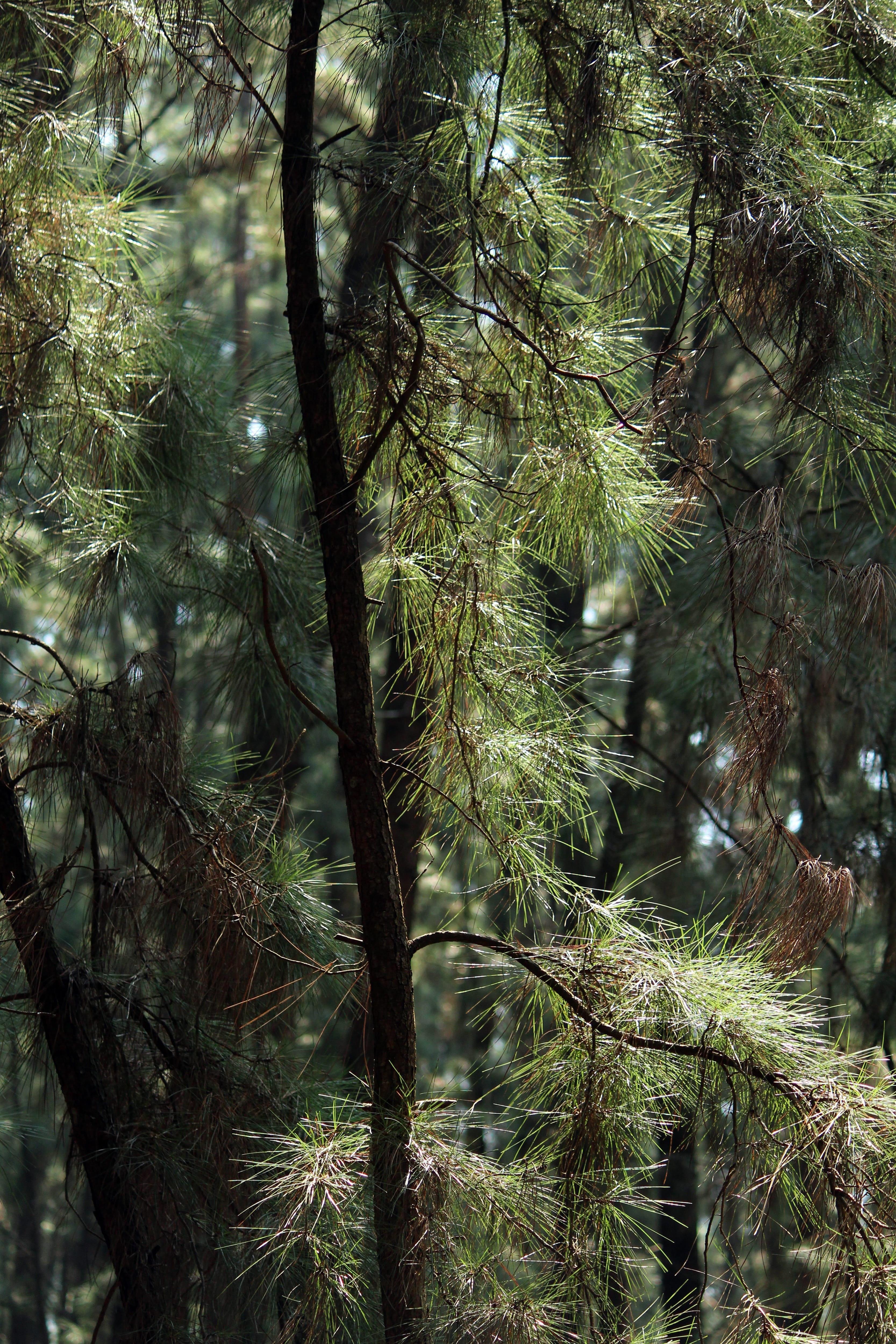 wood, branch, ecology, tree, tranquility, fair weather, biology, idukki, flora, color, forest, pine tree, 4K, focus on foreground, leaves, park, conifer, Phone HD Wallpaper