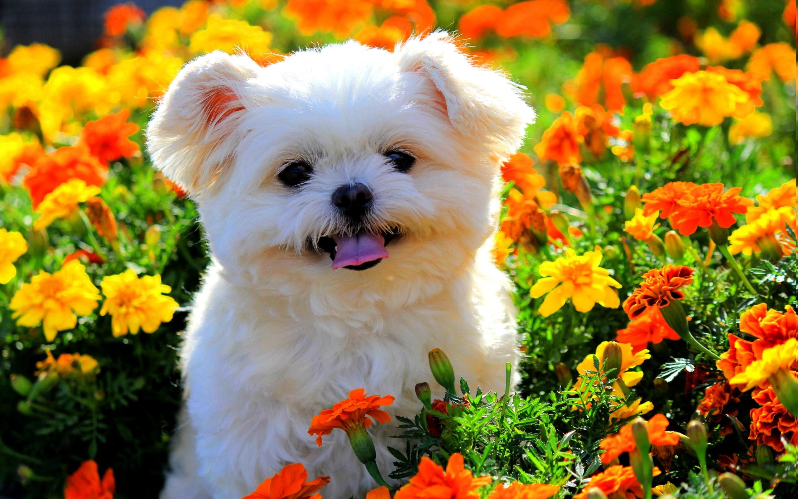 fluffy, smell, spring, field, garden, animals, 2K, cute, puppy, flowers, HD Wallpaper