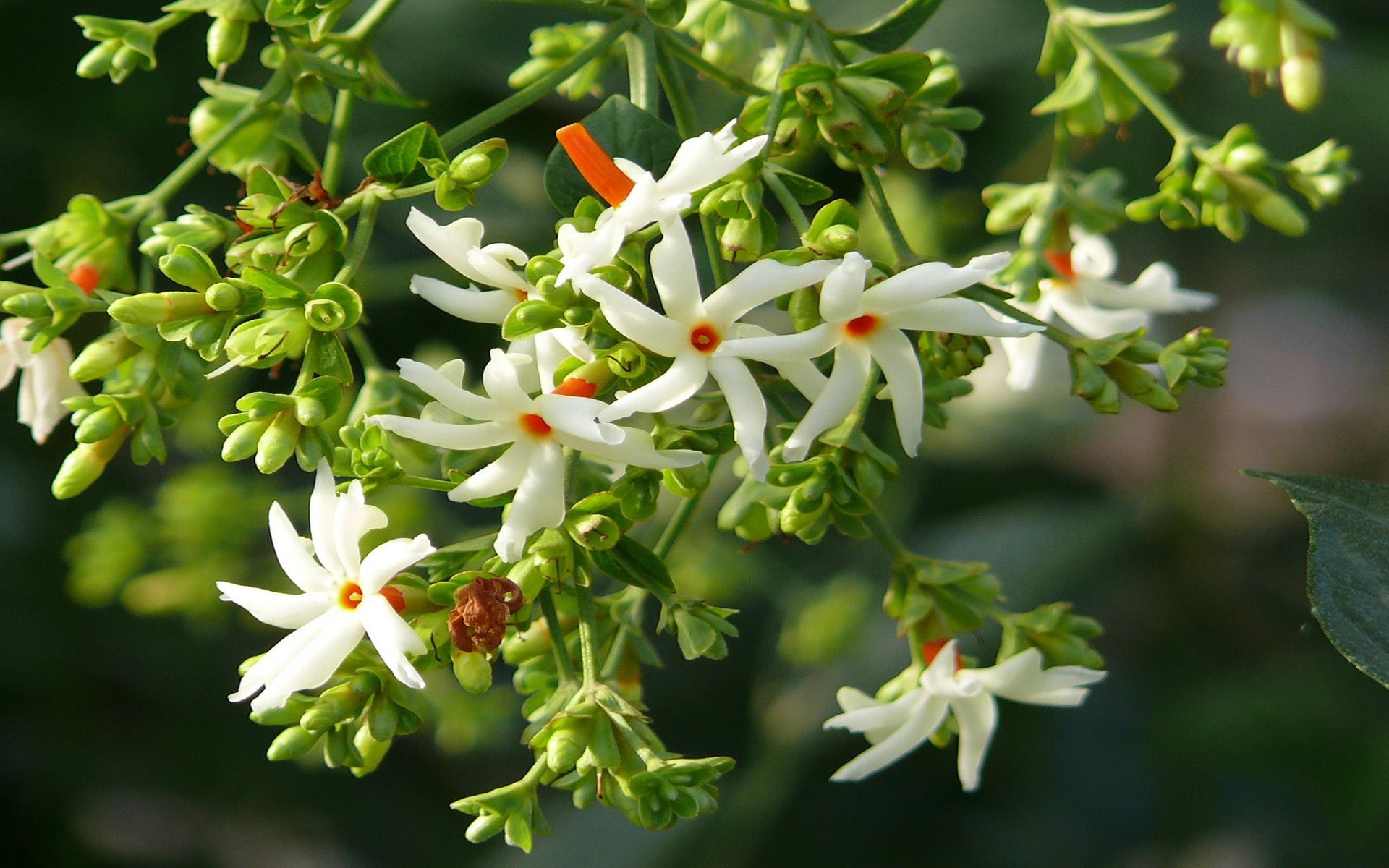 health, 1080P, harsinger, queen, seeds, india, flowers, bloom, whose, night, leaves, smelling, jasmine, flower, beneficial, HD Wallpaper