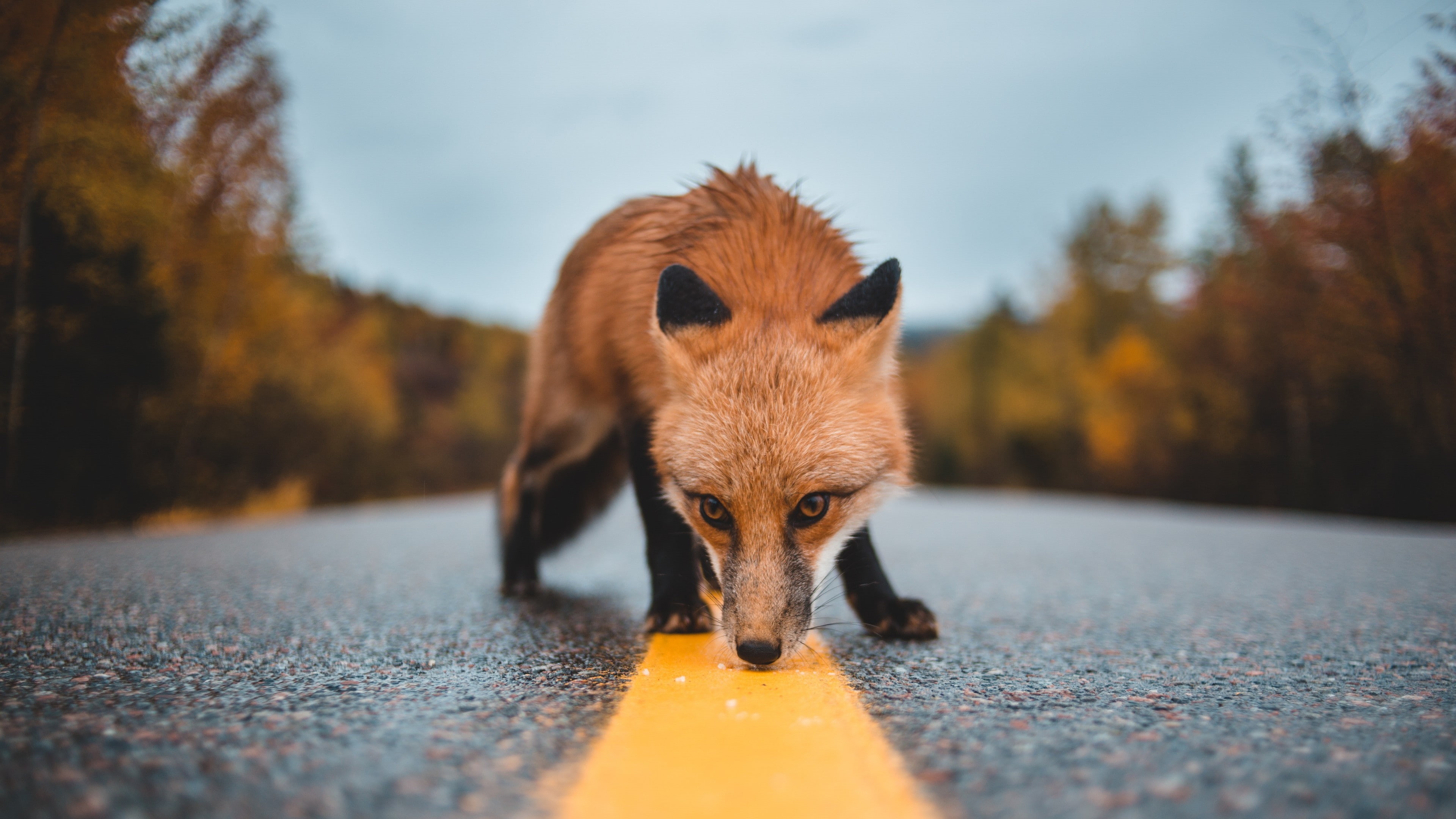 wildlife, mammal, smelling, red fox, fox, snooping, smell, fur, snout, 4K, HD Wallpaper