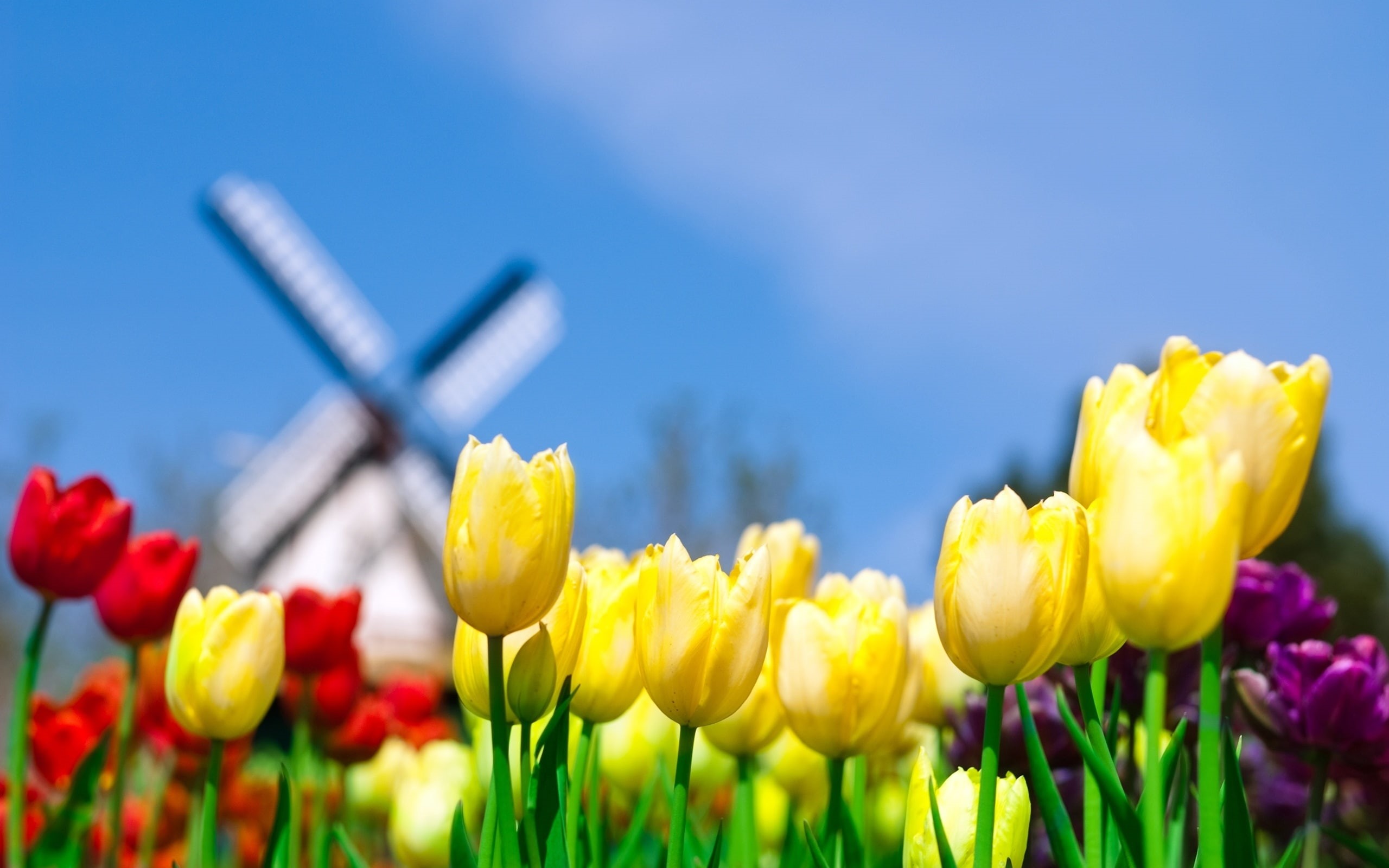 2K, smell, holland, HD Wallpaper