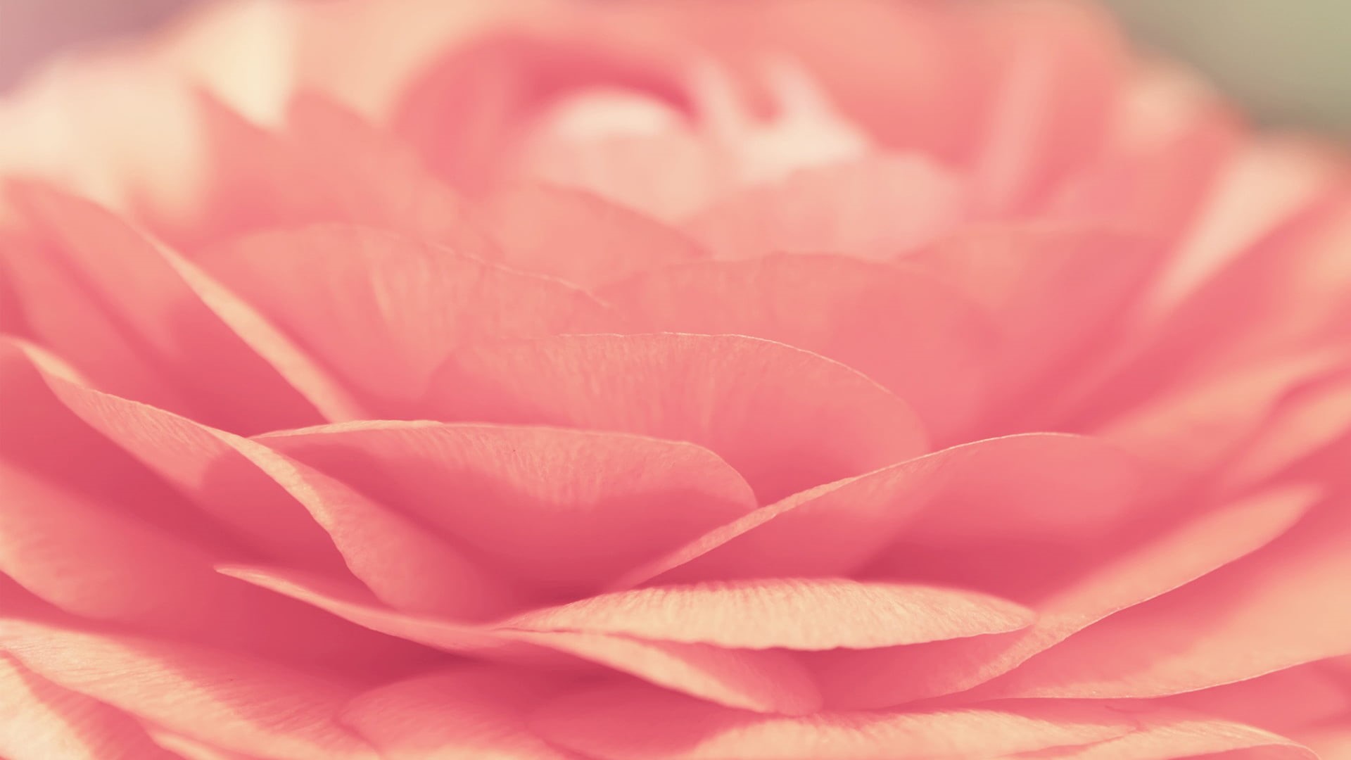 valentines day - holiday, celebration, decoration, roses, beauty in nature, close, softness, flowering plant, card, close-up, leaf, garden, springtime, HD Wallpaper