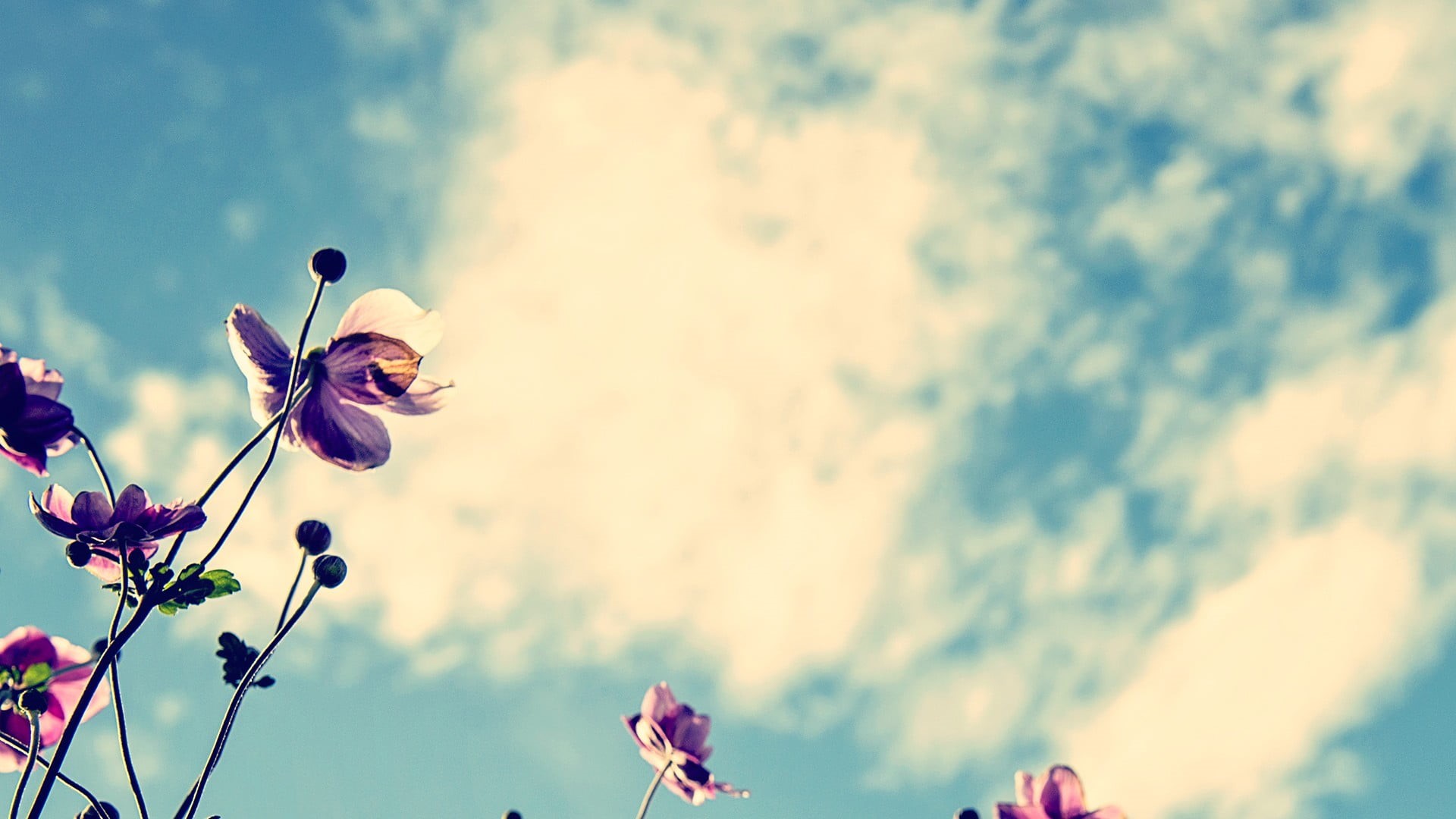 bright, clouds, freshness, low angle view, beauty In Nature, meadow, summer, focus on foreground, nature, plant, season, blue, growth, fragility, backgrounds, HD Wallpaper