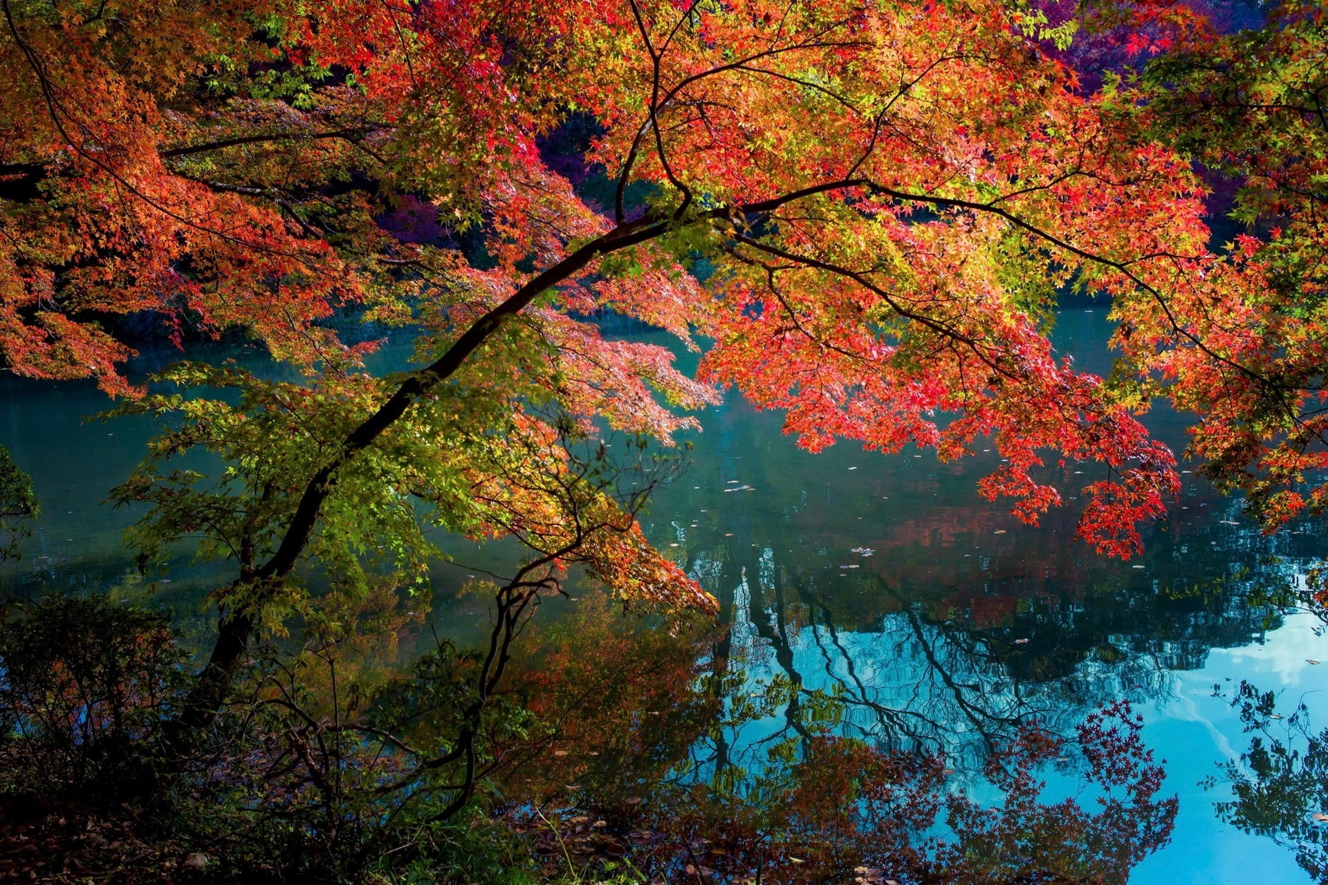 trees, fall, lake, water, shrubs, reflection, nature, turquoise, 1080P, daylight, landscape, colorful, HD Wallpaper