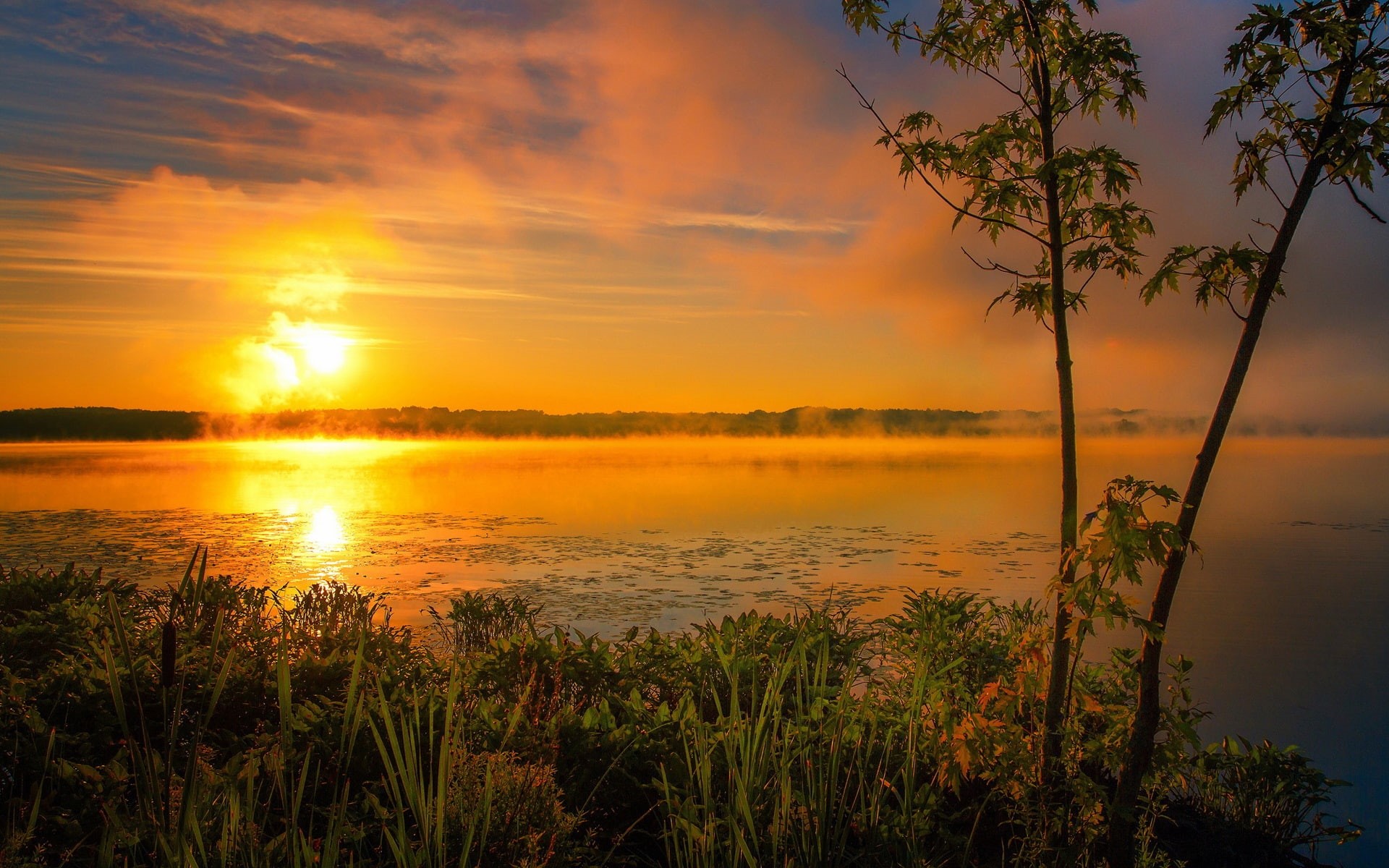 green, Sunrise, Fog, Morning, leaf, Summer, Clouds, Sun, Lake, 1080P, plants, HD Wallpaper
