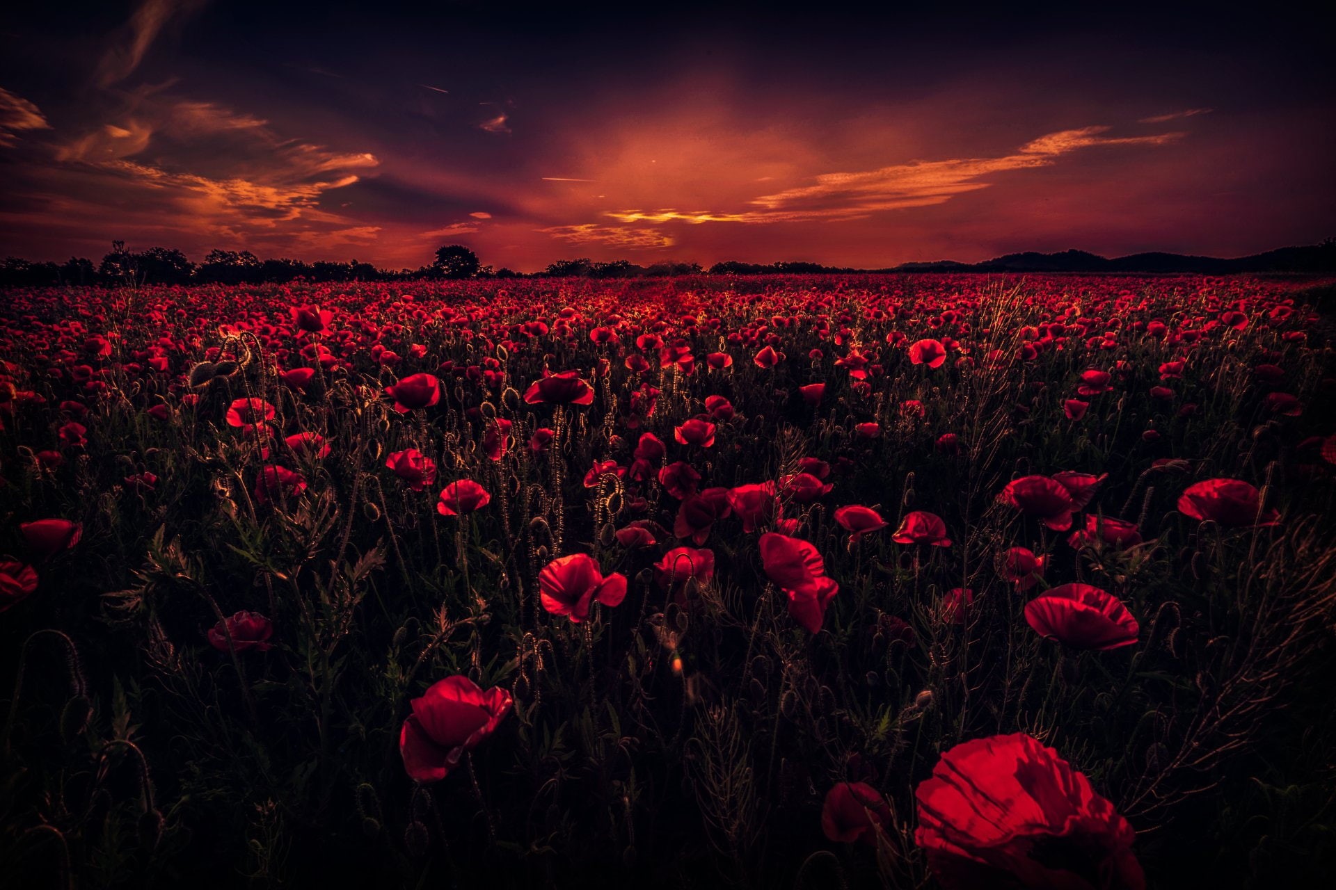 Flowers, Field, Sunset, Earth, 1080P, Red Flower, Dark, Sky, Poppy, Cloud, HD Wallpaper