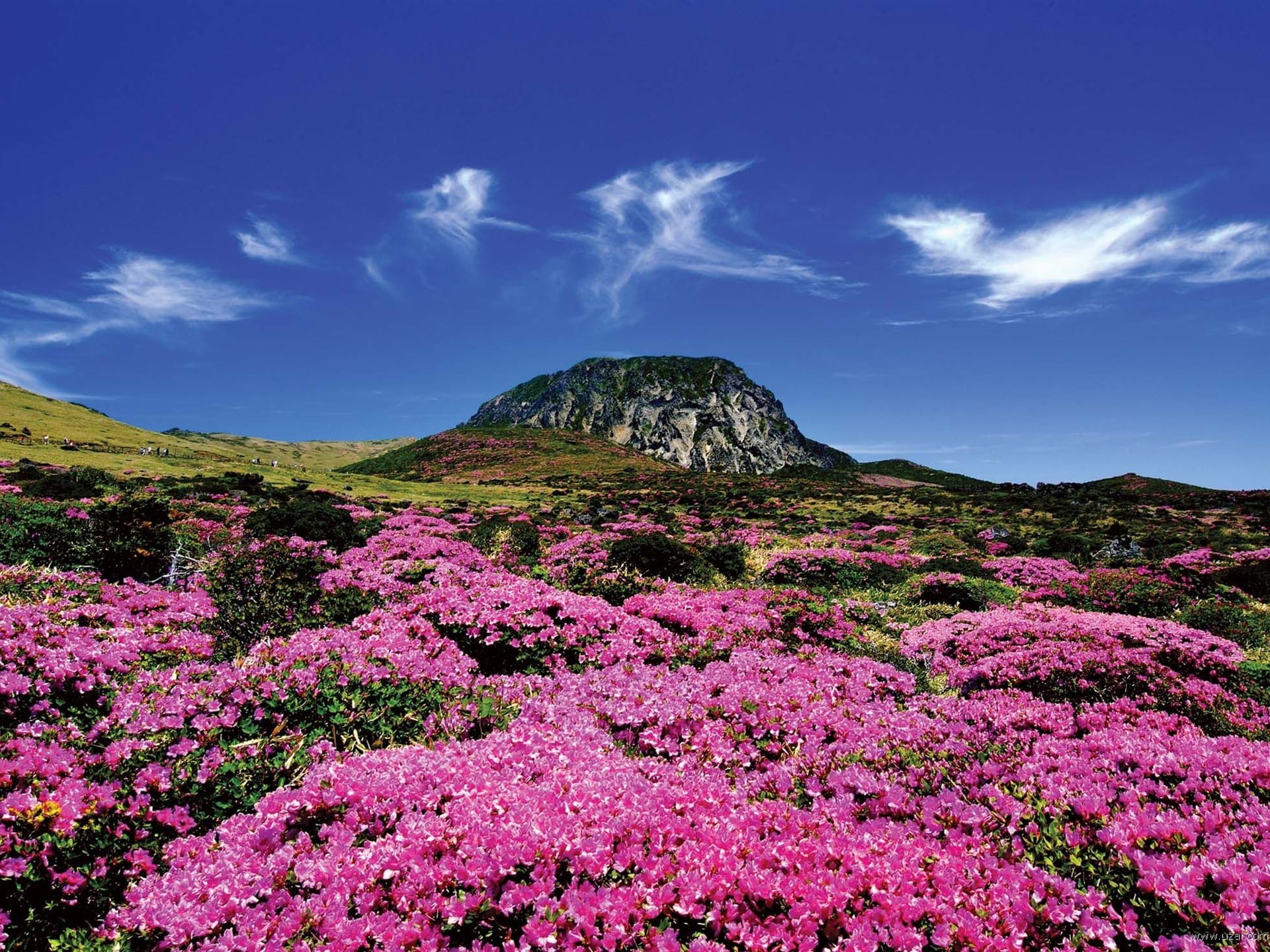 beauty in nature, flowering plant, idyllic, remote, life, outdoors, no people, environment, jeju, non-urban scene, tranquility, korea, nature, blue, pink, HD Wallpaper