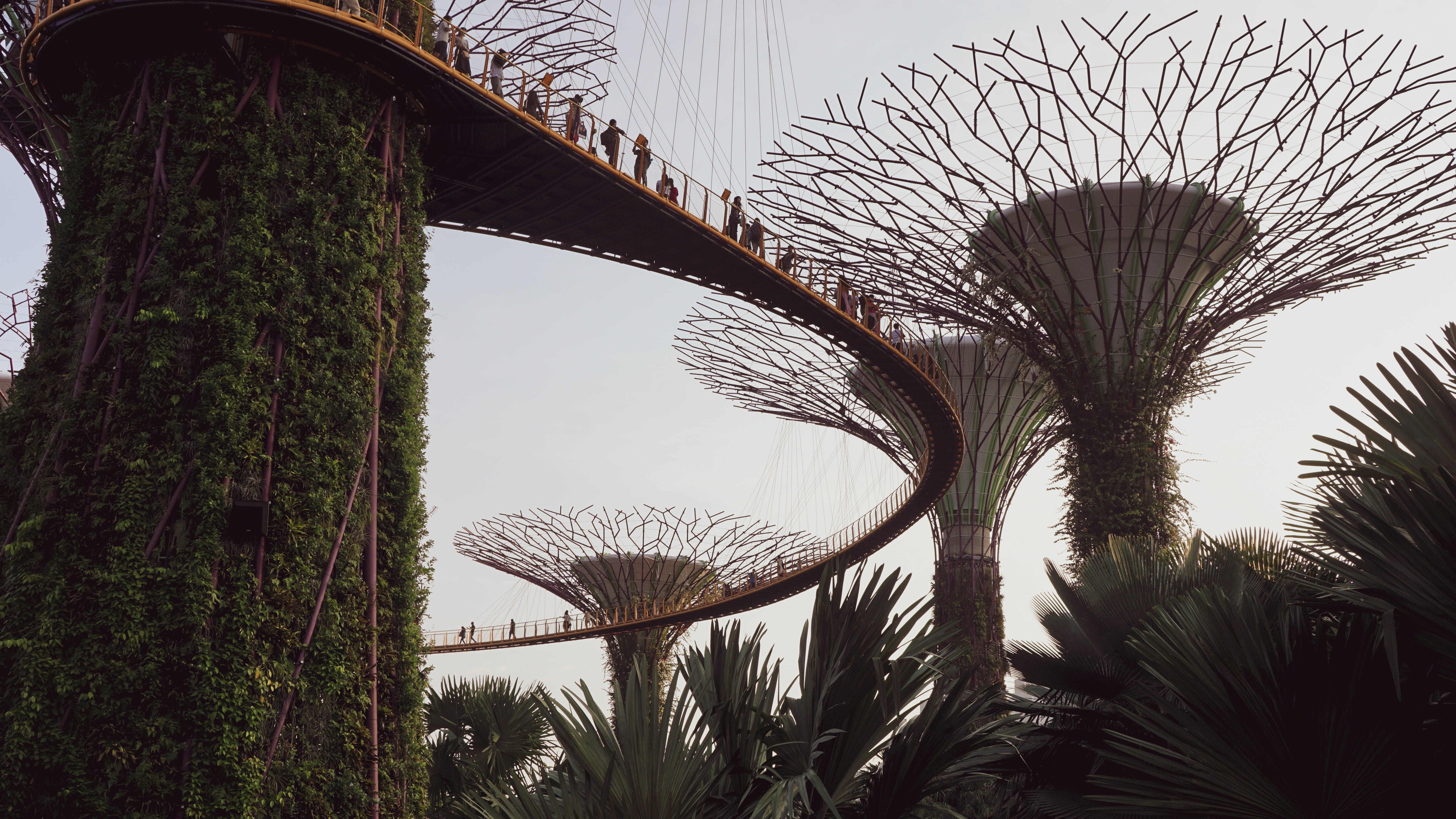 low angle view, architecture, singapore, walk, skyscraper, palm tree, trunk, trees, near, flora, beauty in nature, building, conifer, bush, grass, growth, HD Wallpaper