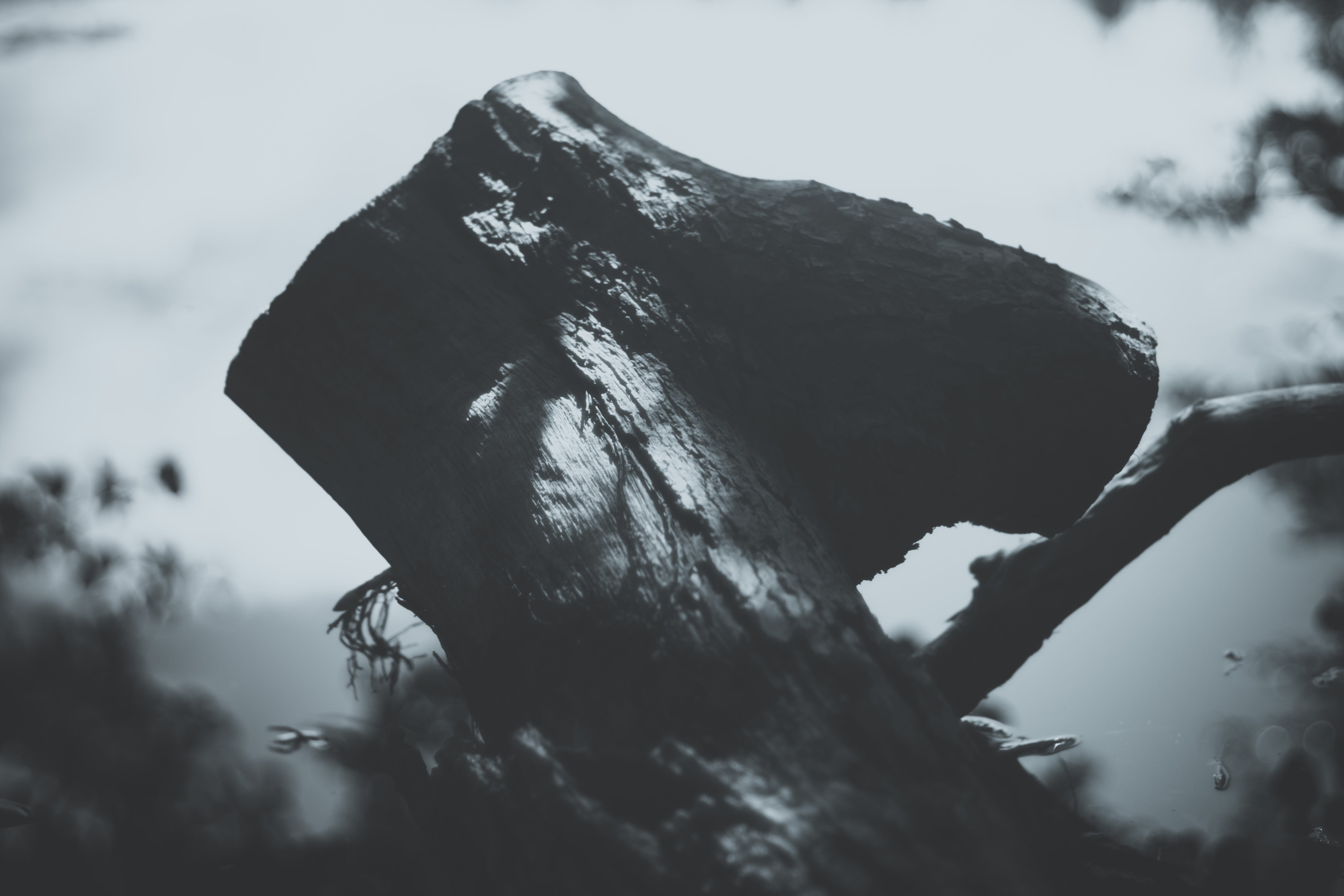 selective focus, bw, outdoors, nature, lifestyles, 5K, animal, tree, textured, leisure activity, plant, sky, low angle view, close-up, minimalist, statue, HD Wallpaper