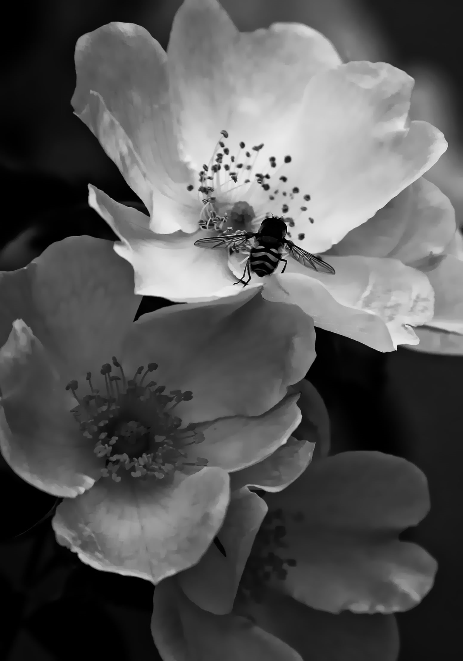fine art, beauty in nature, pollen, plant, flower head, vulnerability, animal wildlife, nature, fragility, black, 1080P, flower, flowering plant, animals in the wild, Phone HD Wallpaper