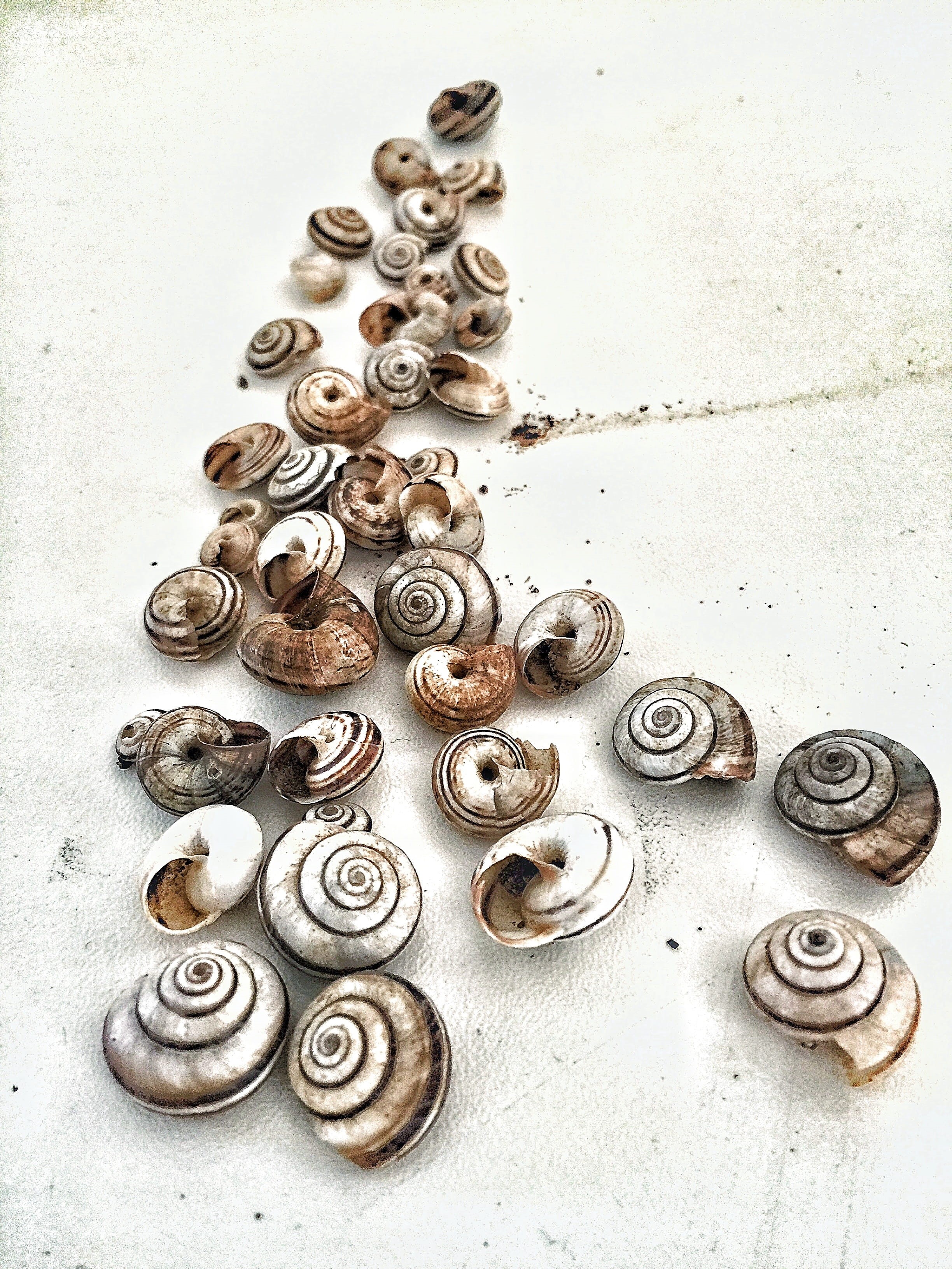 snail, shell, the composition, outdoors, animal wildlife, shape, mollusk, metal, day, animal themes, 2K, gastropod, snails, nut - fastener, white background, Phone HD Wallpaper