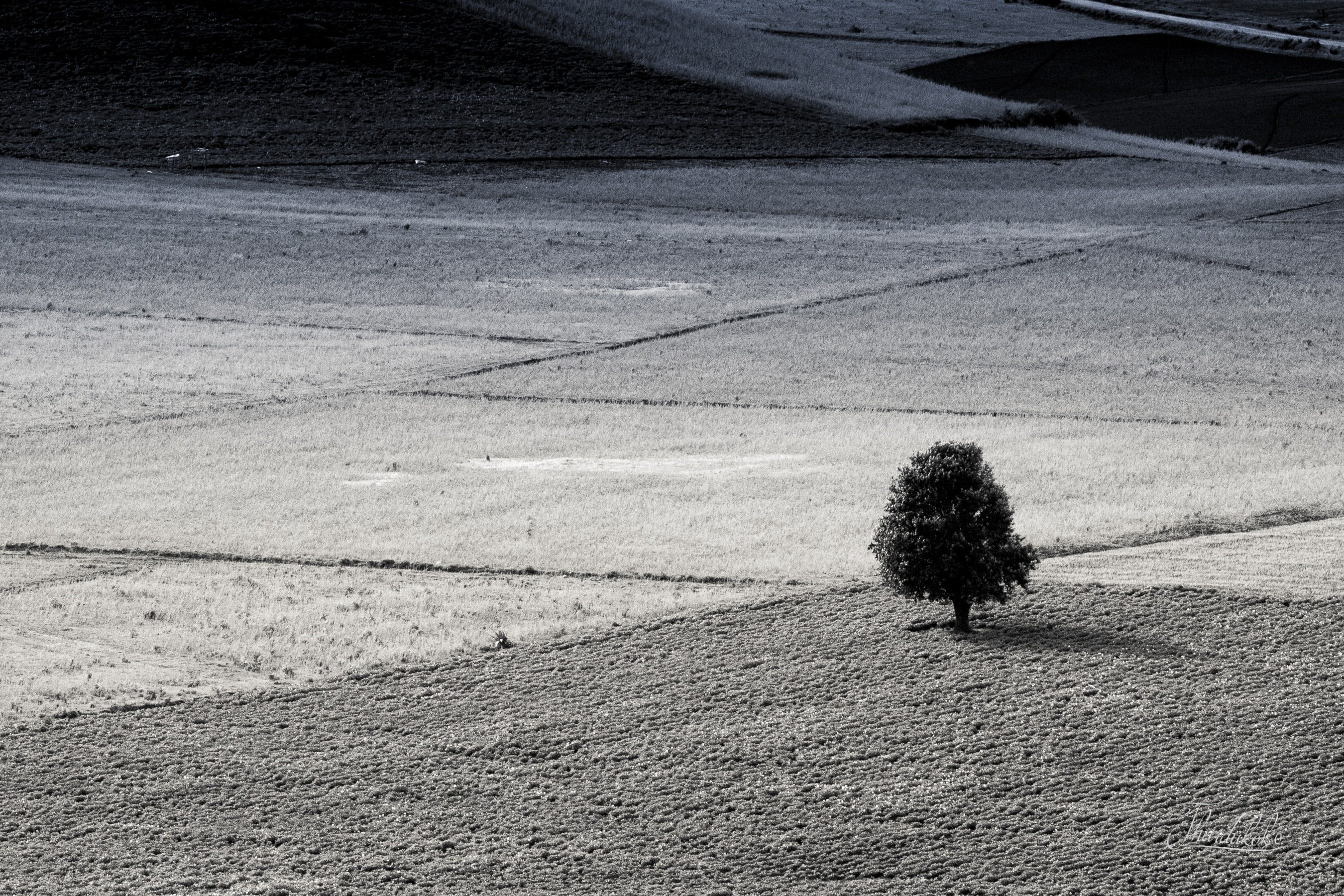black and white, burmese white, land, plant, no people, rural scene, 2K, environment, road, agriculture, high angle view, growth, day, shanstate, tranquility, HD Wallpaper