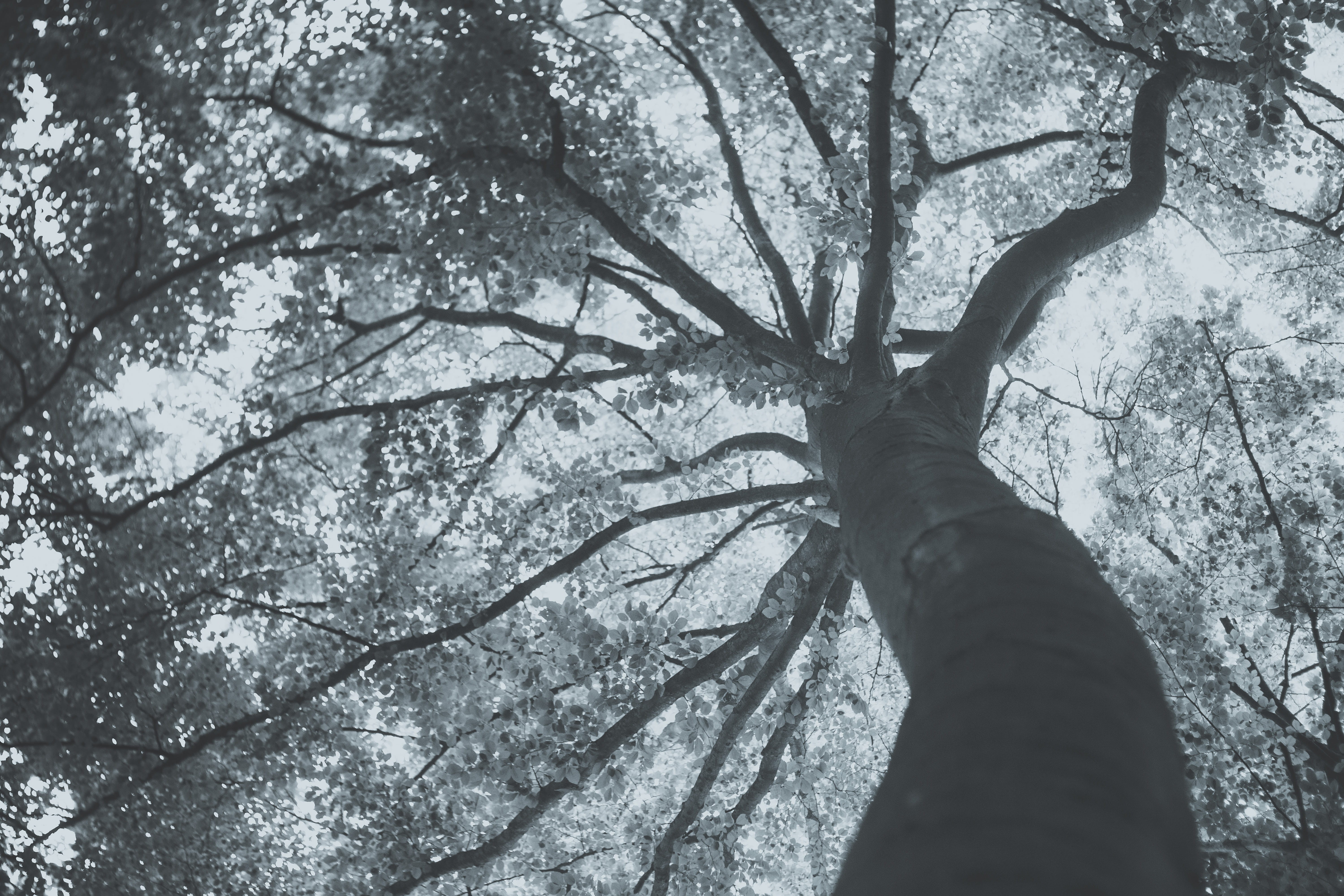 bw, low angle view, beauty in nature, real people, outdoors, forest, tranquility, branch, personal perspective, growth, plant, fineart, human hand, one person, HD Wallpaper