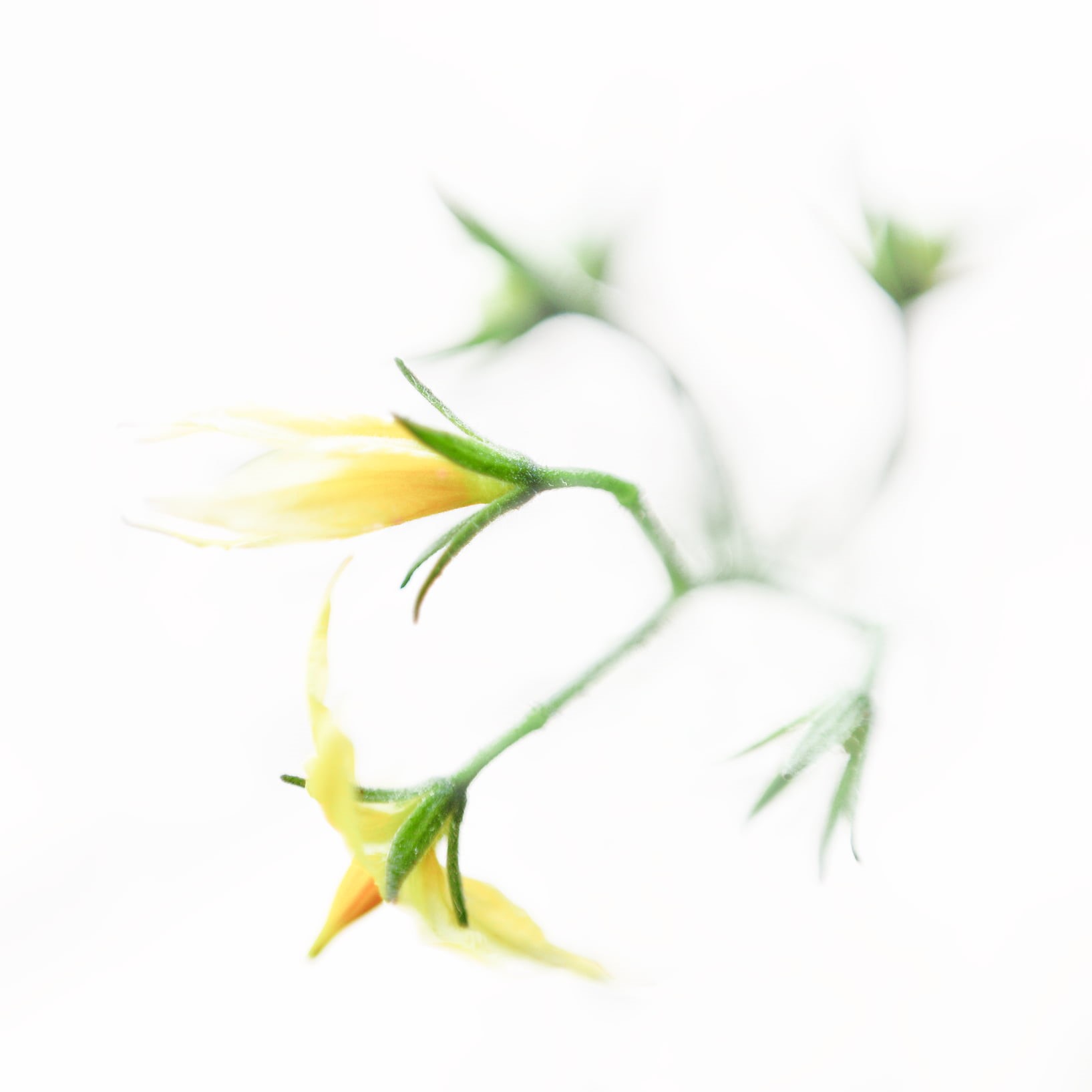 light, plant, close-up, مرب, nature, свет, flower, carrée, leaf, luminoso, freshness, Tomato, de, soul, brillante, di, la, Seele, ضو, âme, licht, square, Phone HD Wallpaper