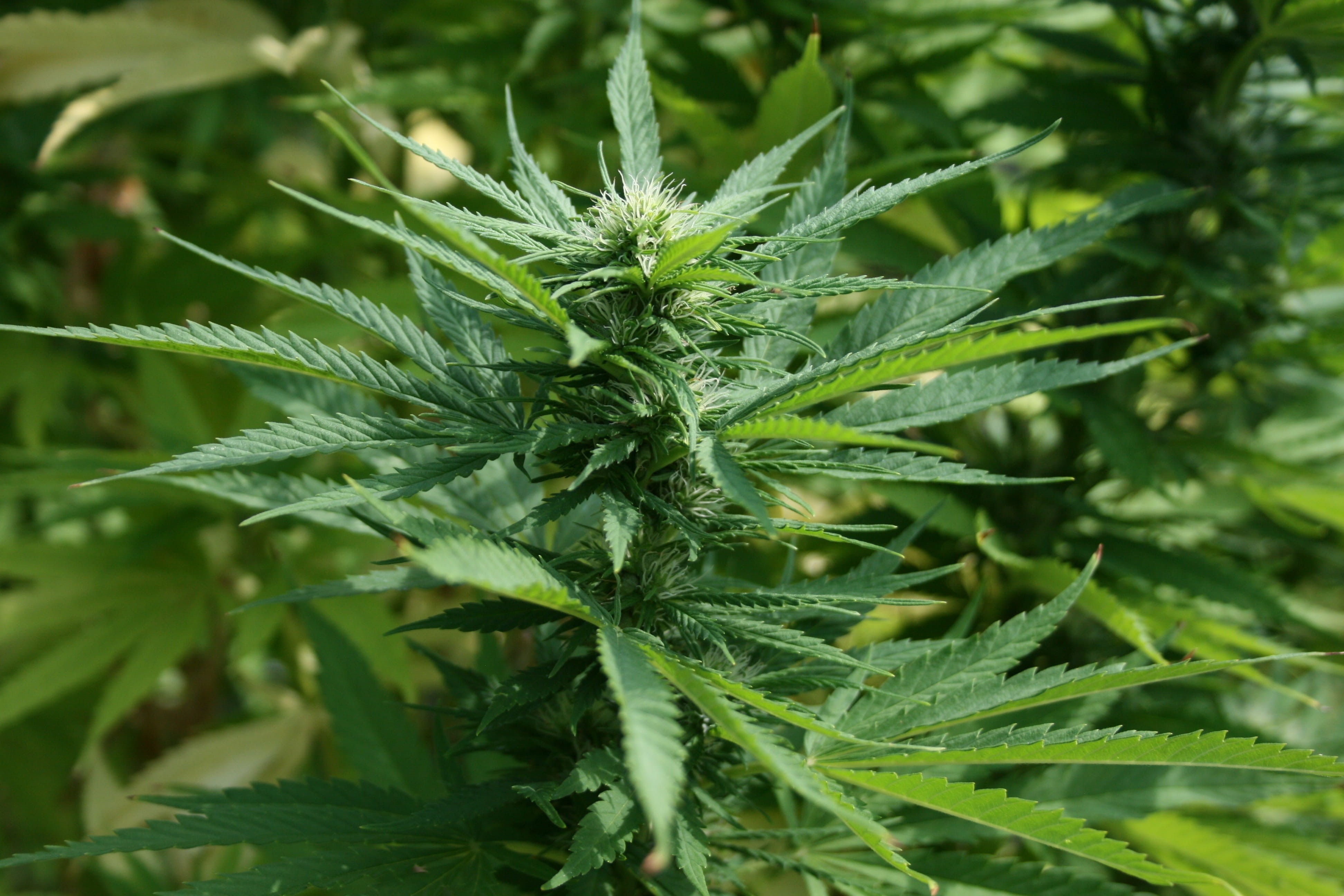 photo, leaf, nerve pain relief, Cannabis, narcotic, alternative medicine, medicinal, closeup, healthcare and medicine, Pot, cannabis Plant, Plant, thc, HD Wallpaper