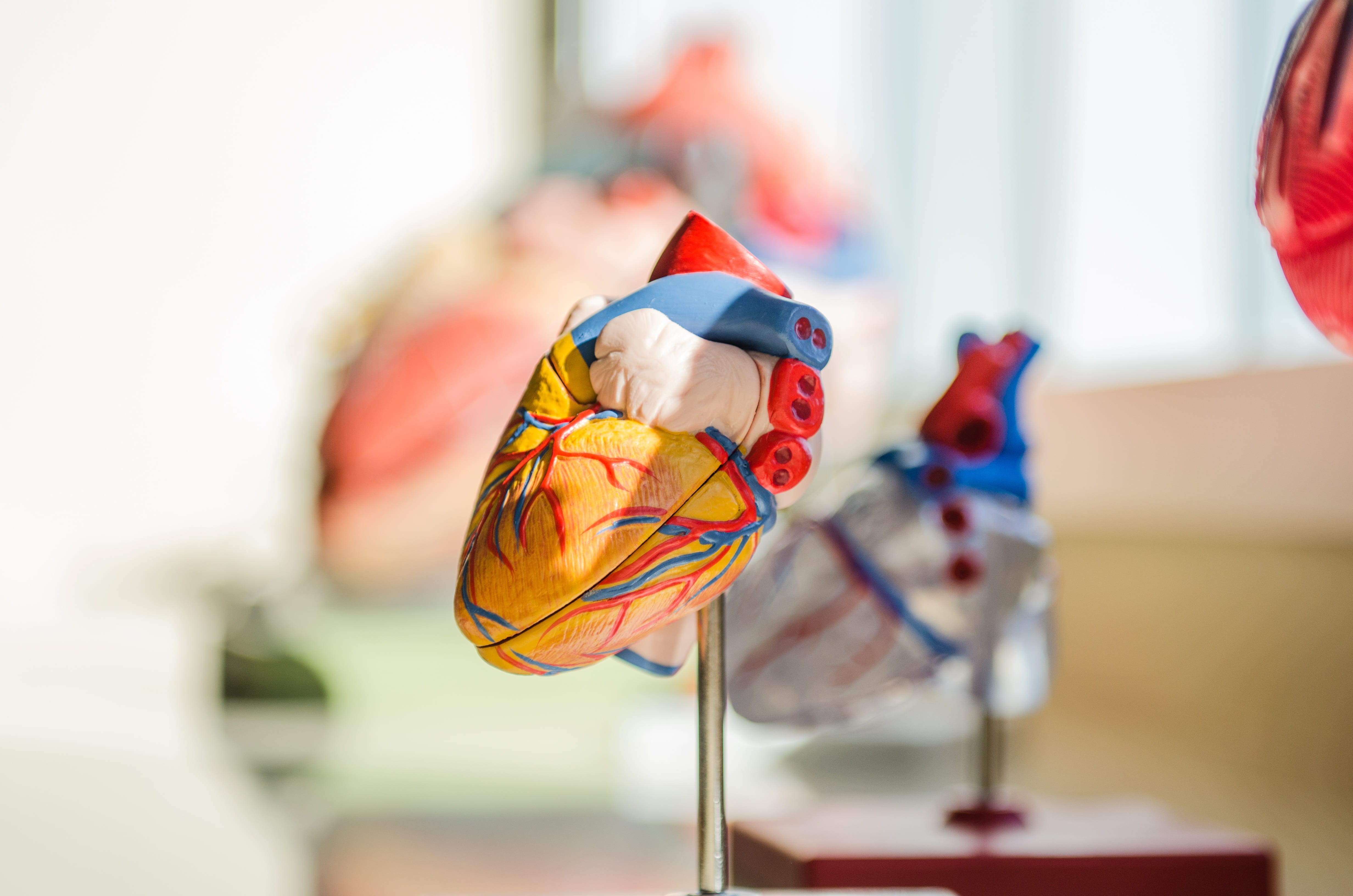 beside, animal representation, photography, nerves, human, multi colored, fun, focus, school, decoration, figures, table, muscles, anatomy, selective, selective focus, HD Wallpaper