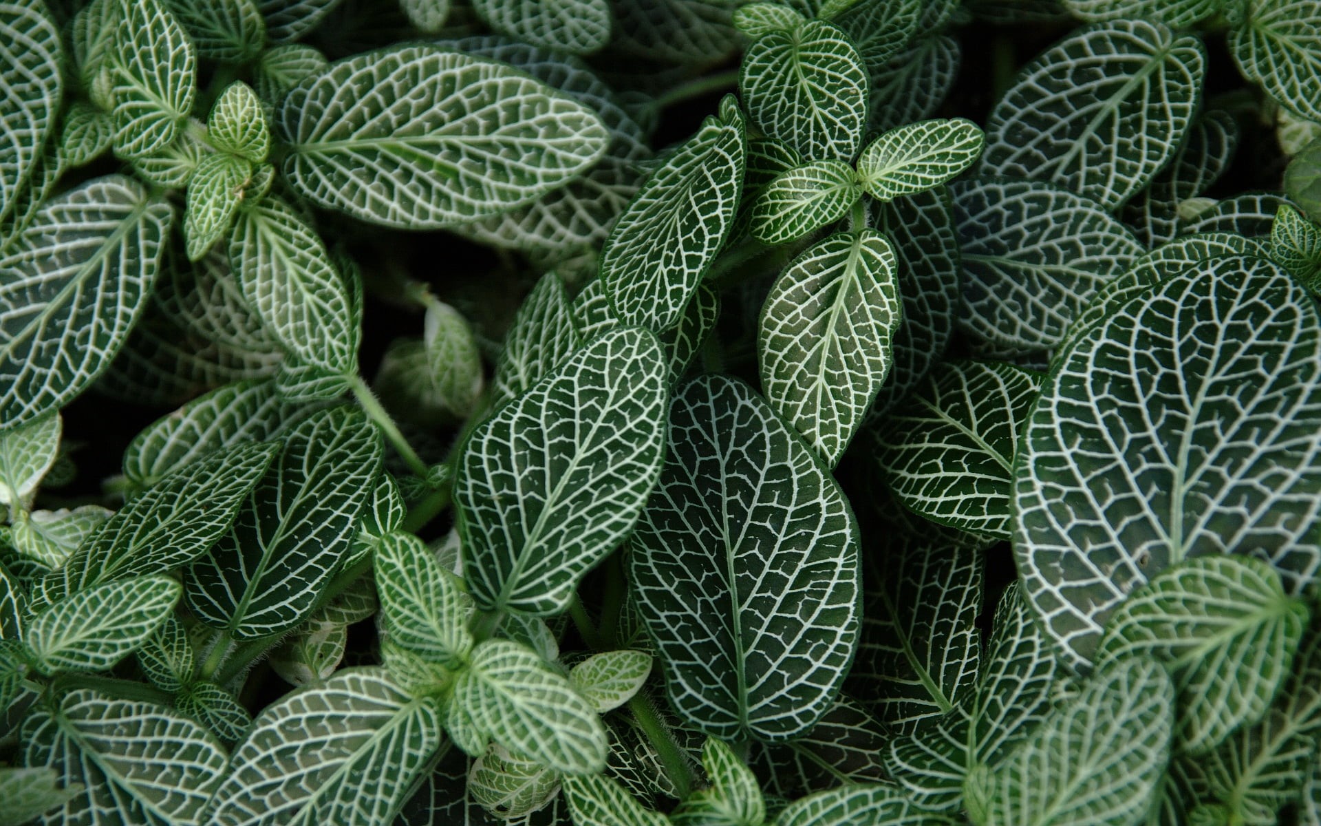 1080P, leaves, outdoors, Nature, plant part, nerve, natural pattern, beauty in nature, food, growth, day, freshness, green color, botany, food and drink, HD Wallpaper