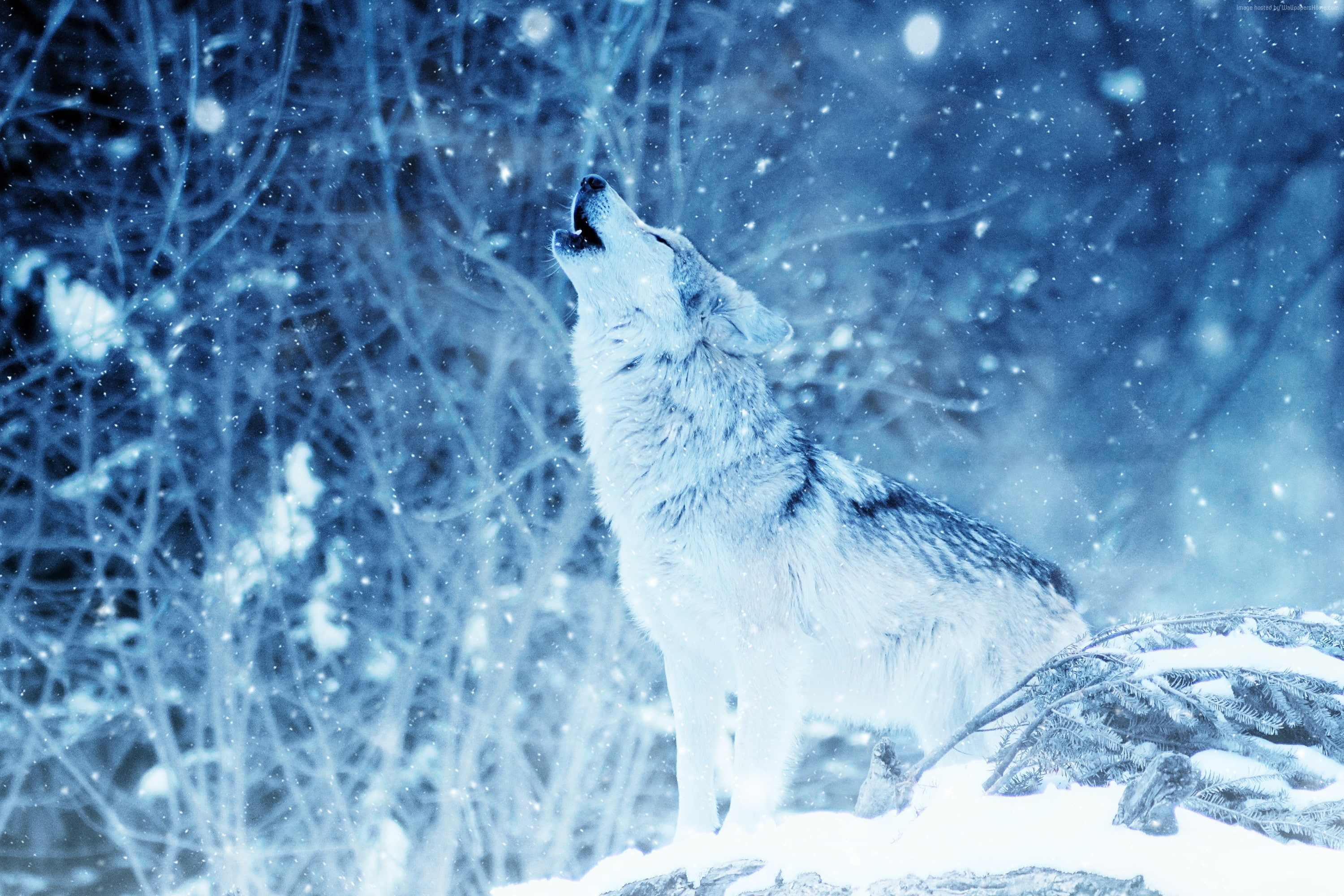 wolf, 2K, winter, snow, 4K, HD Wallpaper