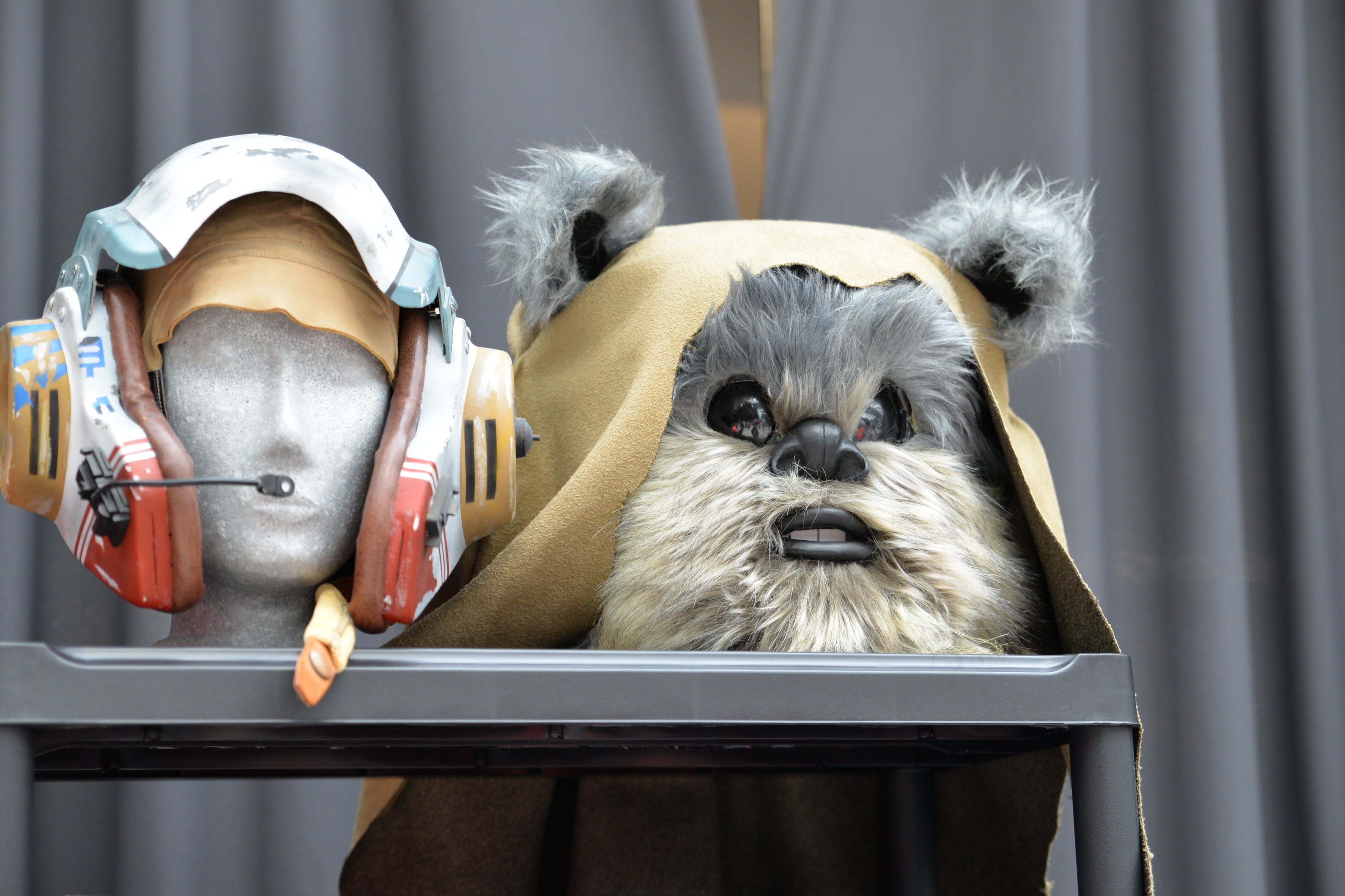 one animal, indoors, costume, day, looking at camera, collectibles, 2K, comic-con, close-up, dog, portrait, chihuahua - dog, animal, home interior, pets, HD Wallpaper