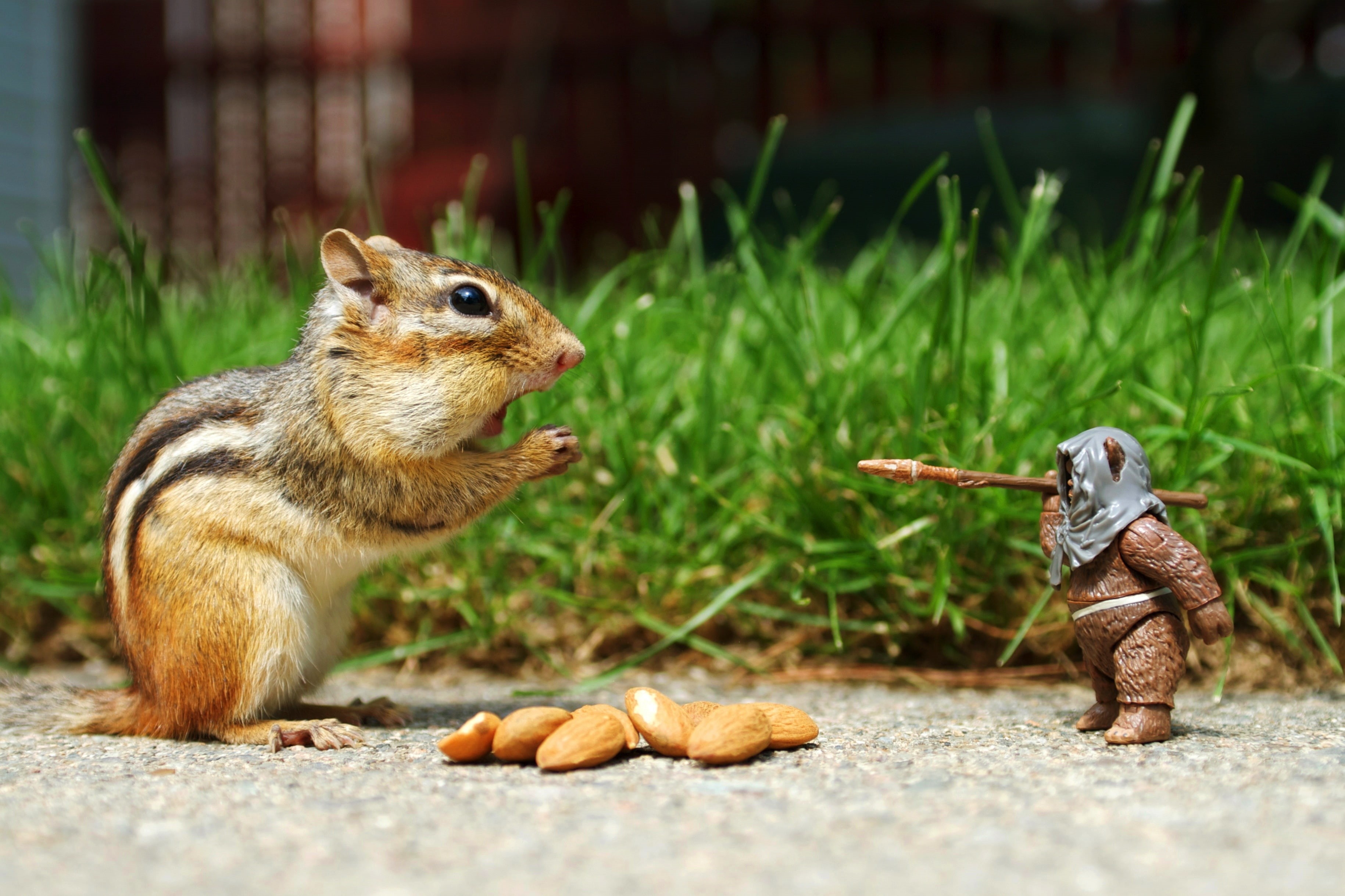 space, wars, animals, stars, Star Wars, star, hd, art, grass, 2K, chipmunks, ewok, humor, x, HD Wallpaper