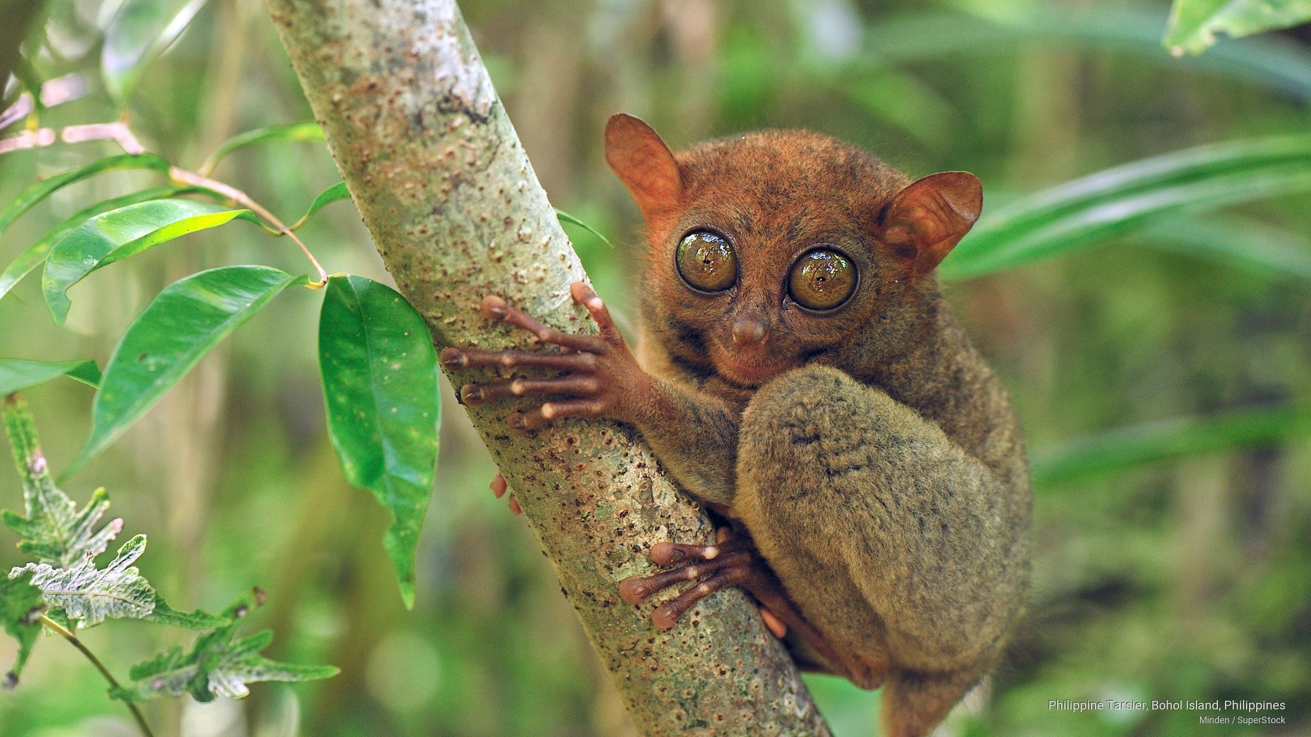 tarsier, bohol, island, philippine, 2K, philippines, Animals, HD Wallpaper