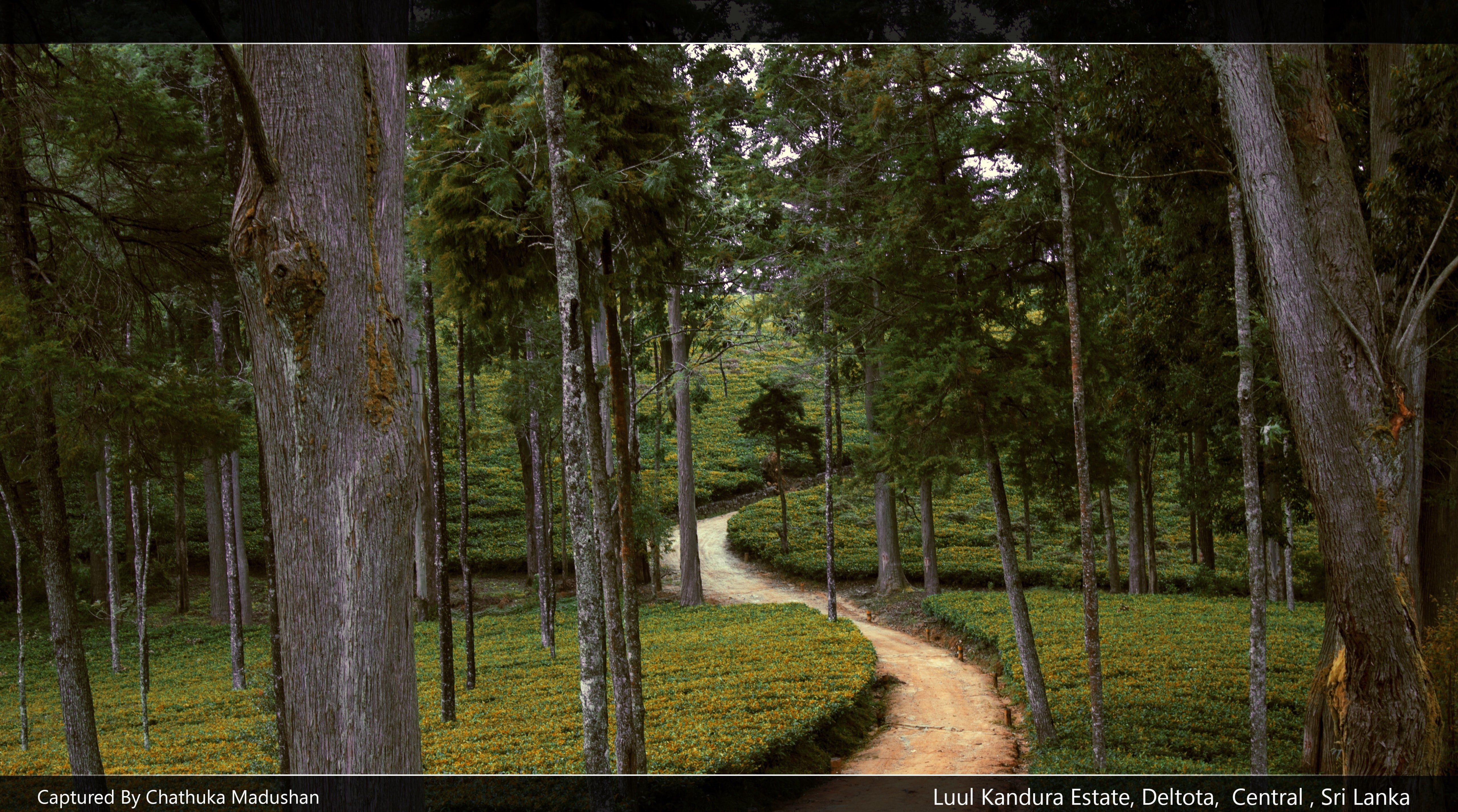 growth, scenics - nature, the way forward, tree, green color, tranquil scene, beauty in nature, Asia, tranquility, lanka, no people, land, tea, tree trunk, HD Wallpaper