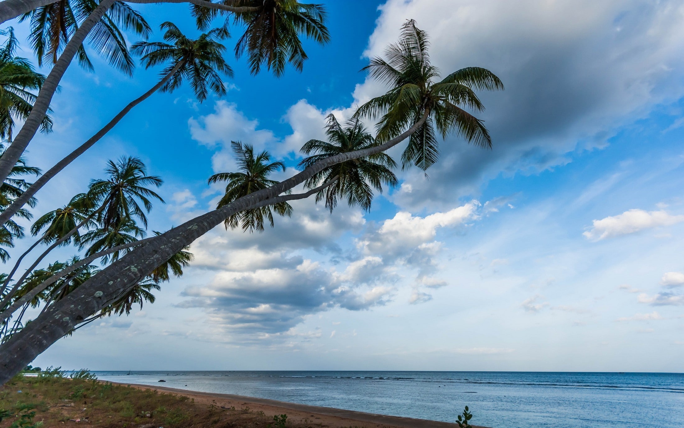 nature, water, lanka, sea, palm trees, trees, 1080P, sri, sunrise, beach, tropical, palm, sri lanka, landscape, HD Wallpaper