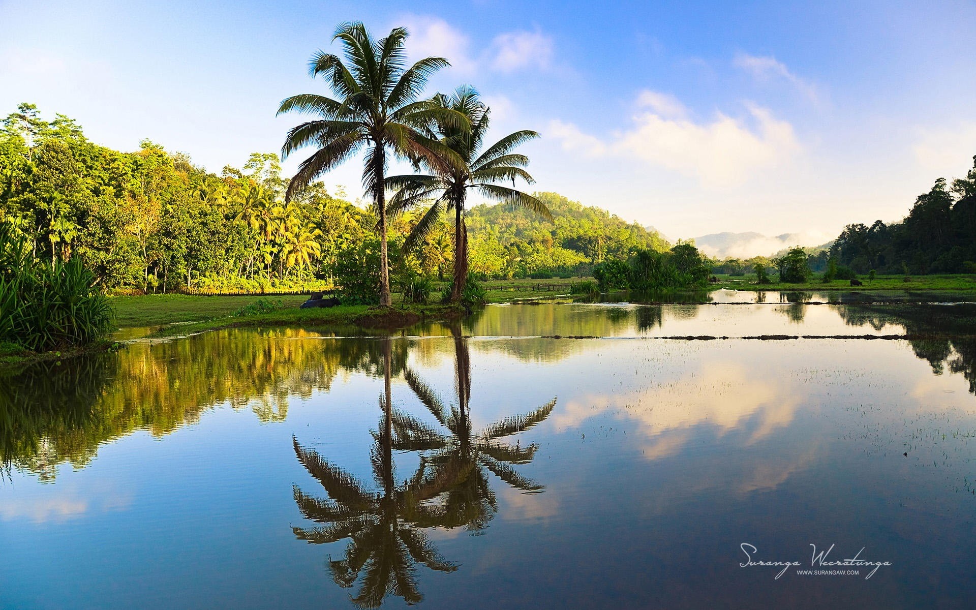 sky, plant, trees, lake, non-urban scene, lanka, outdoors, coconut palm tree, tropical climate, tree, no people, coconut, beauty in nature, nature, HD Wallpaper