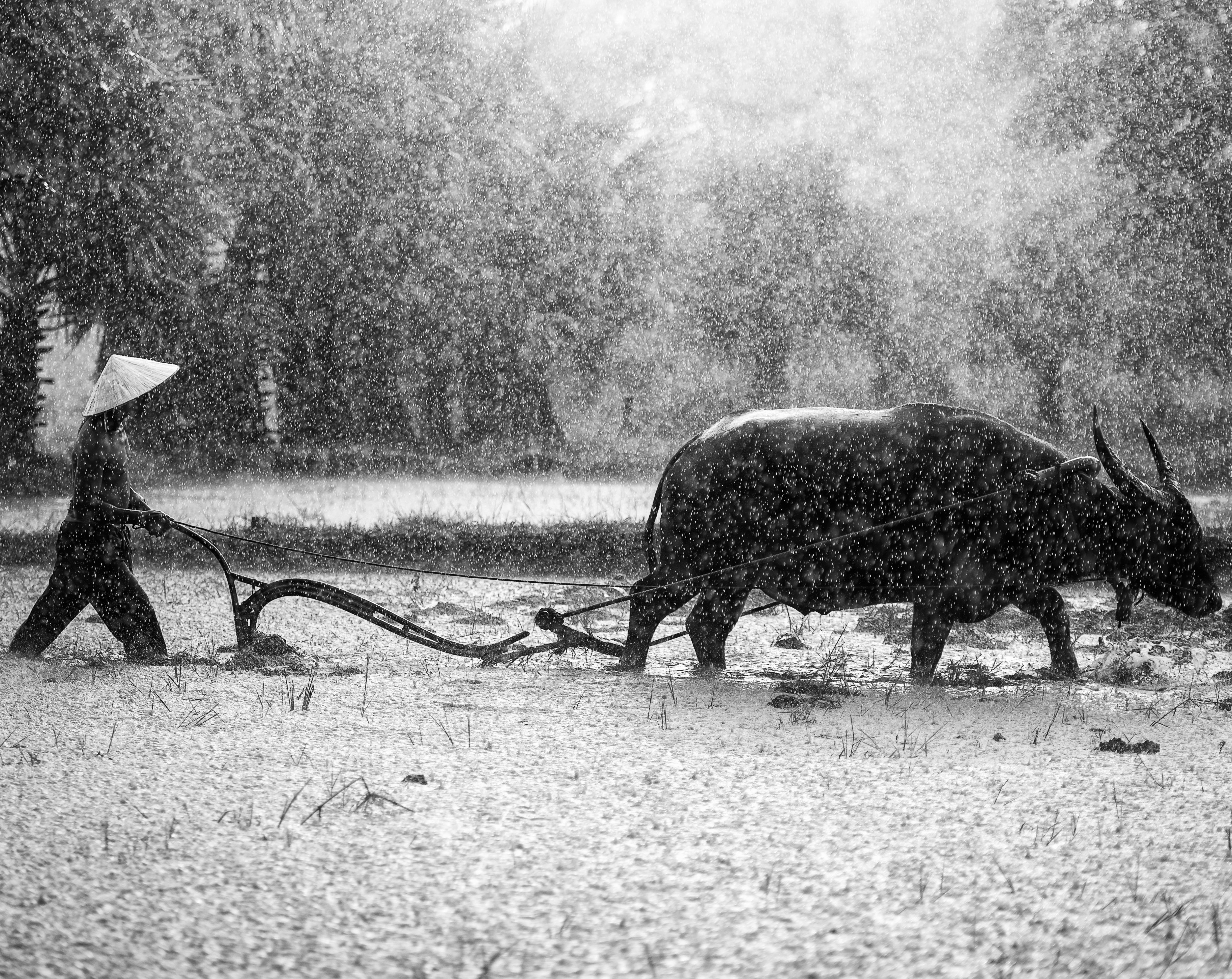 farmland, Tradition, outdoors, pets, Work, visit, Rain, bokeh, Outdoor, 5K, tree, snow, no people, Nature, livestock, Asian buffalo, hardwork, blackandwhite, HD Wallpaper